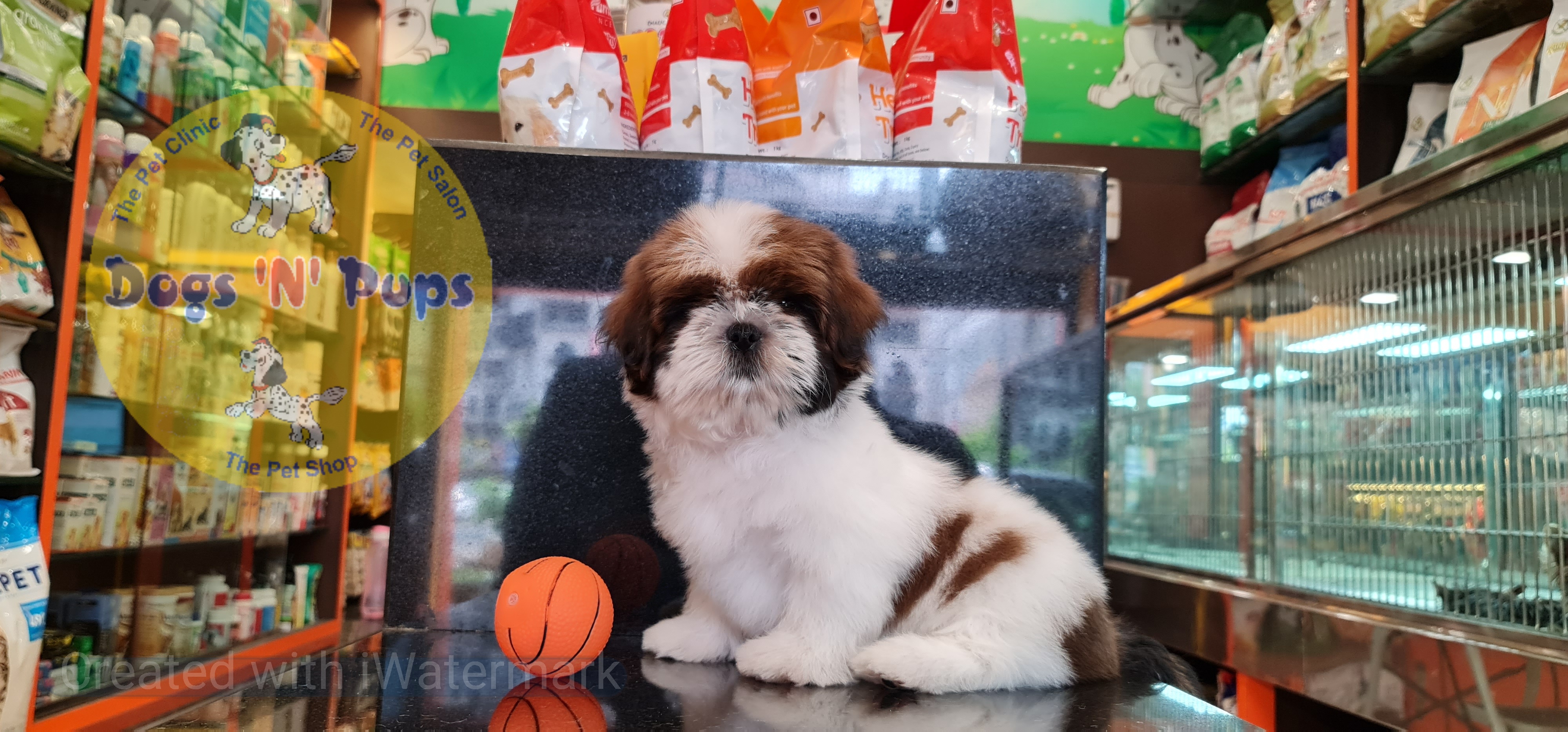 Shihtzu puppy image 3