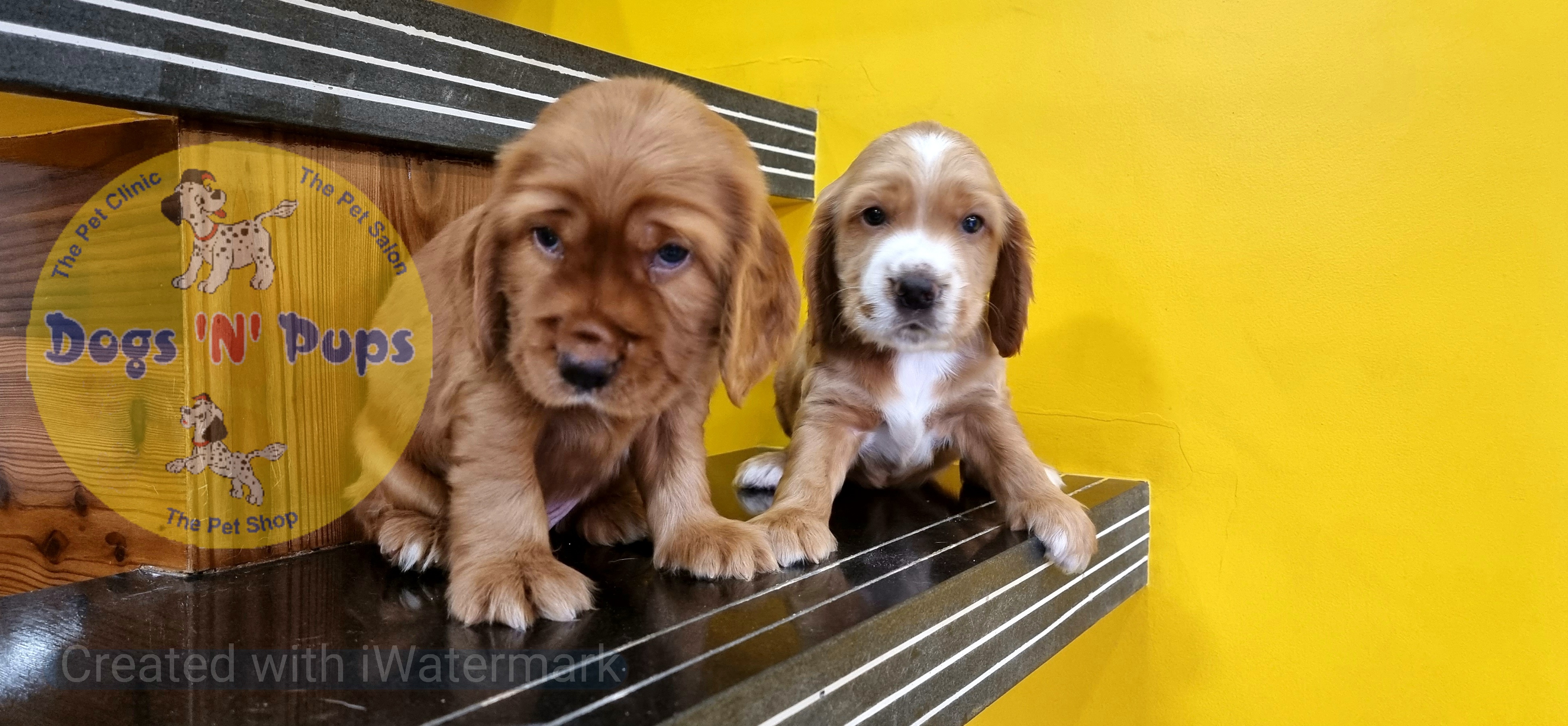 Cocker spaniel  image 8