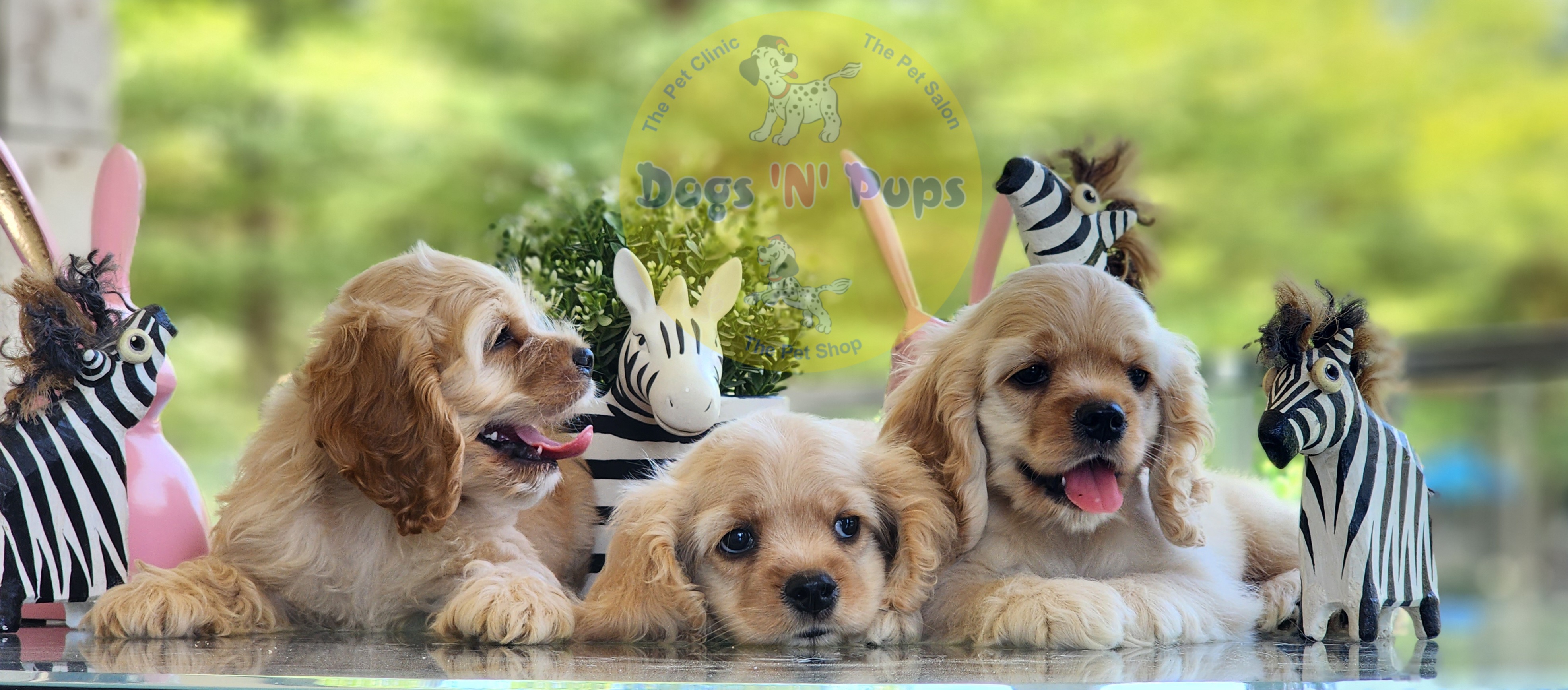 American Cocker Spaniel  image 6