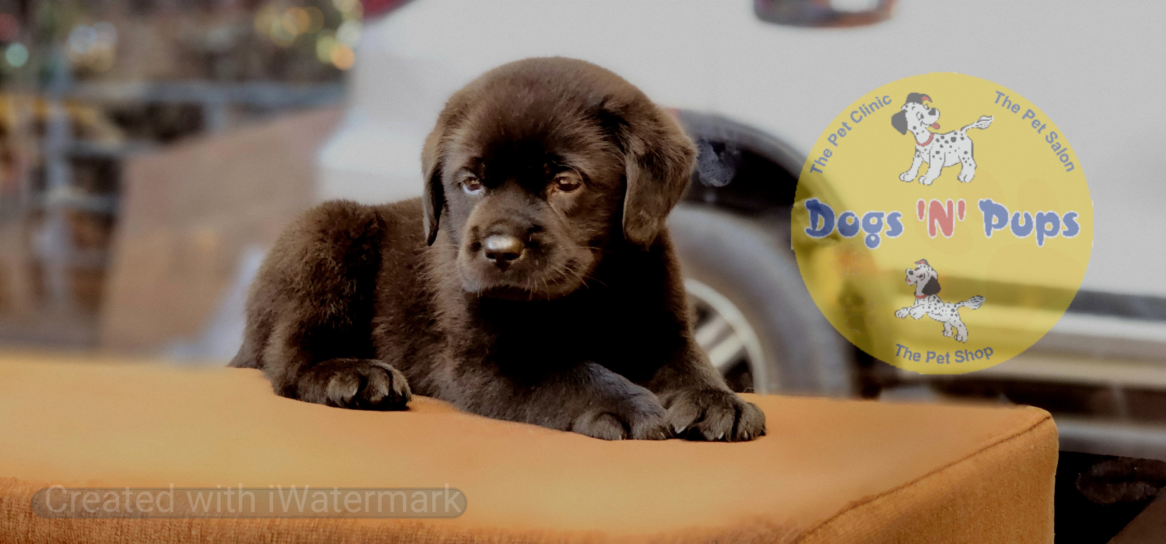 next dog posted image