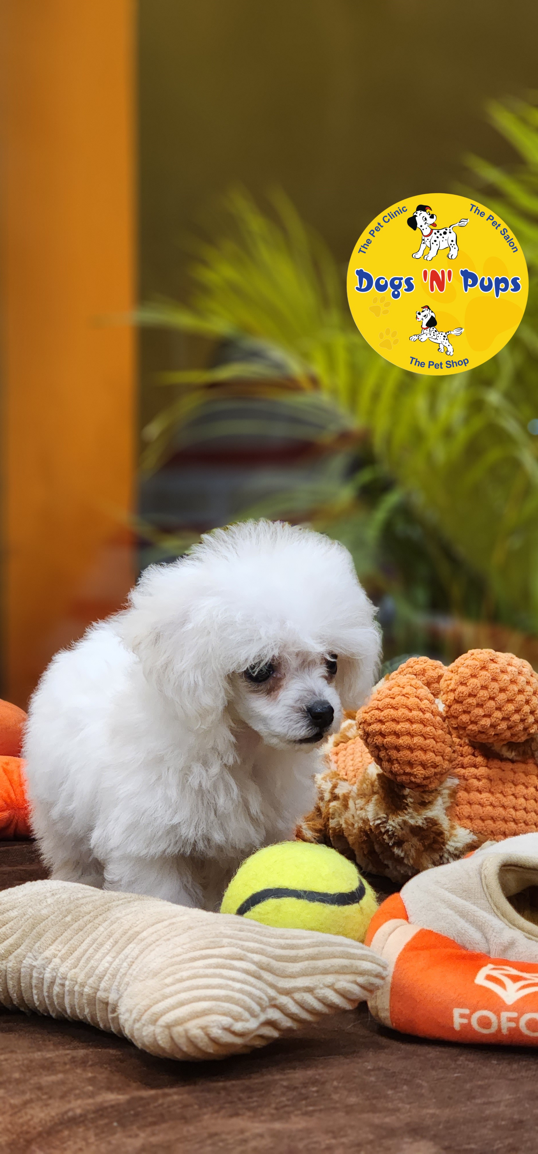 Toy Poodle  image 5