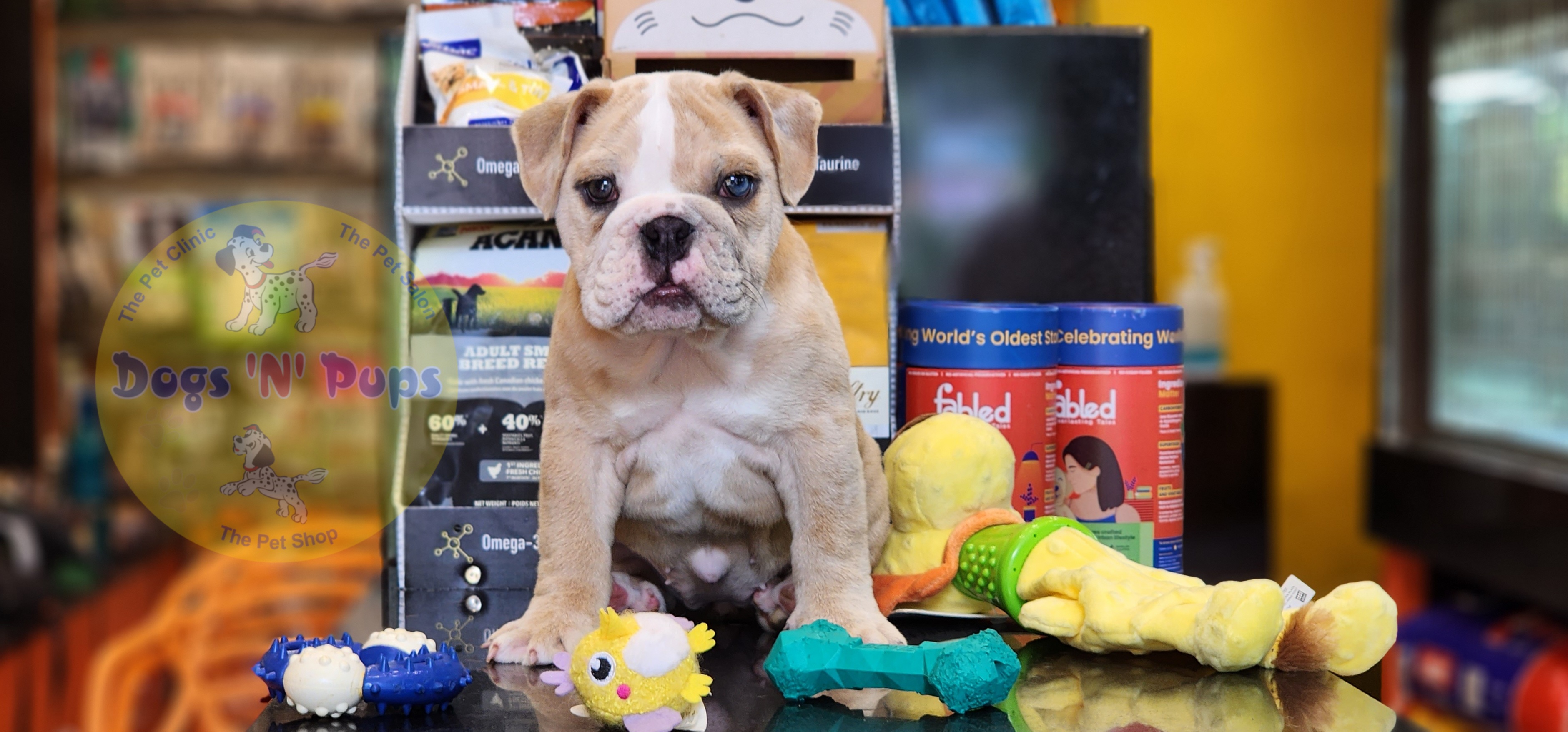 English Bulldog  image 7