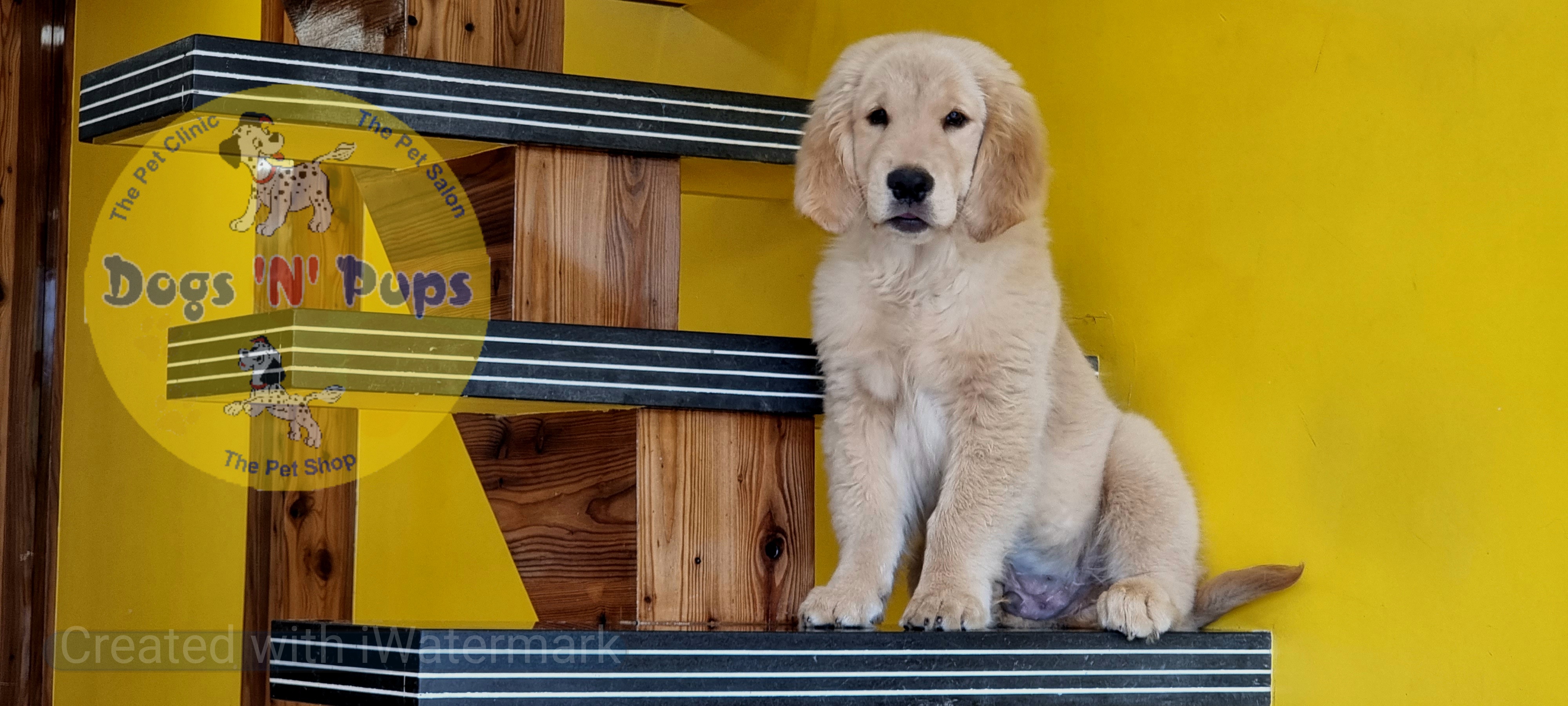 Golden retriever  image 5