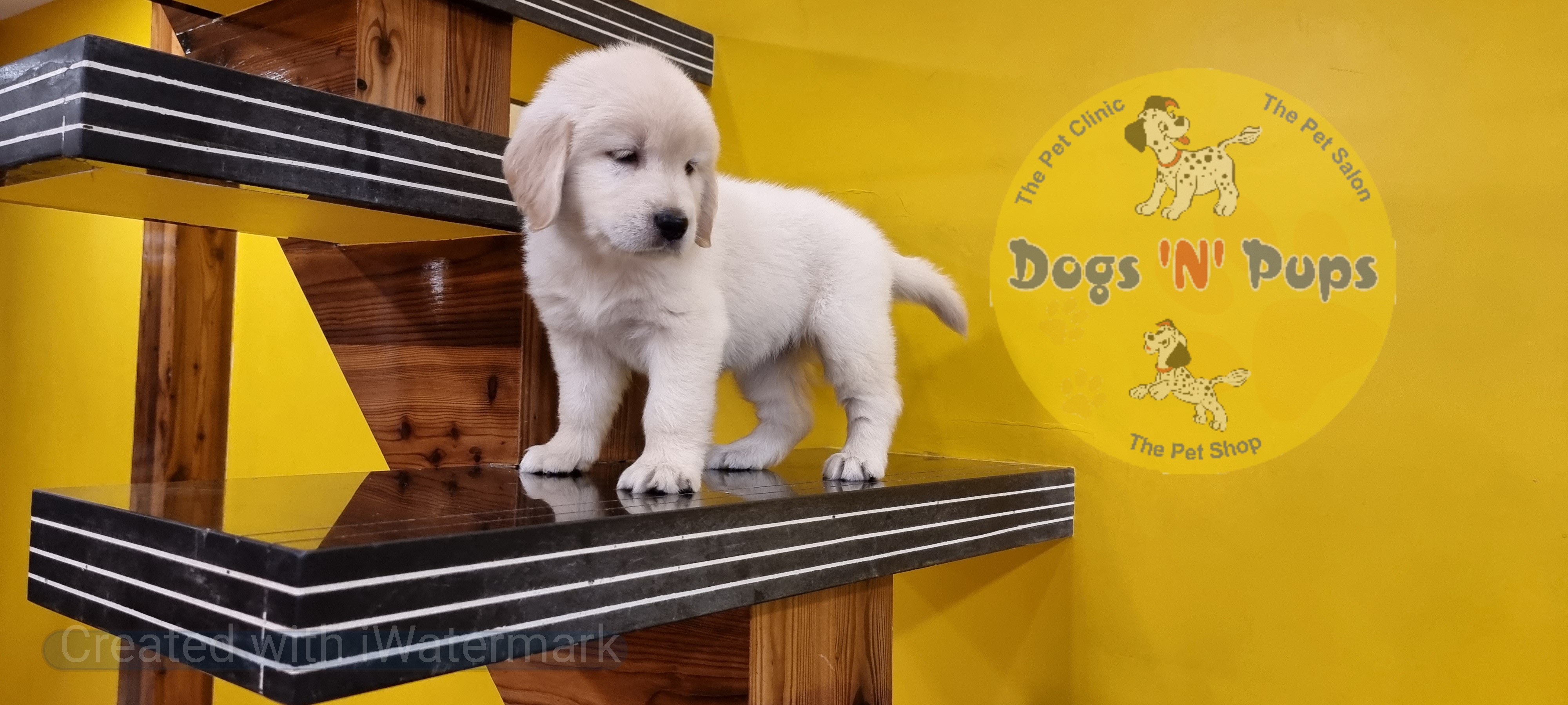 Golden retriever female puppy image 3