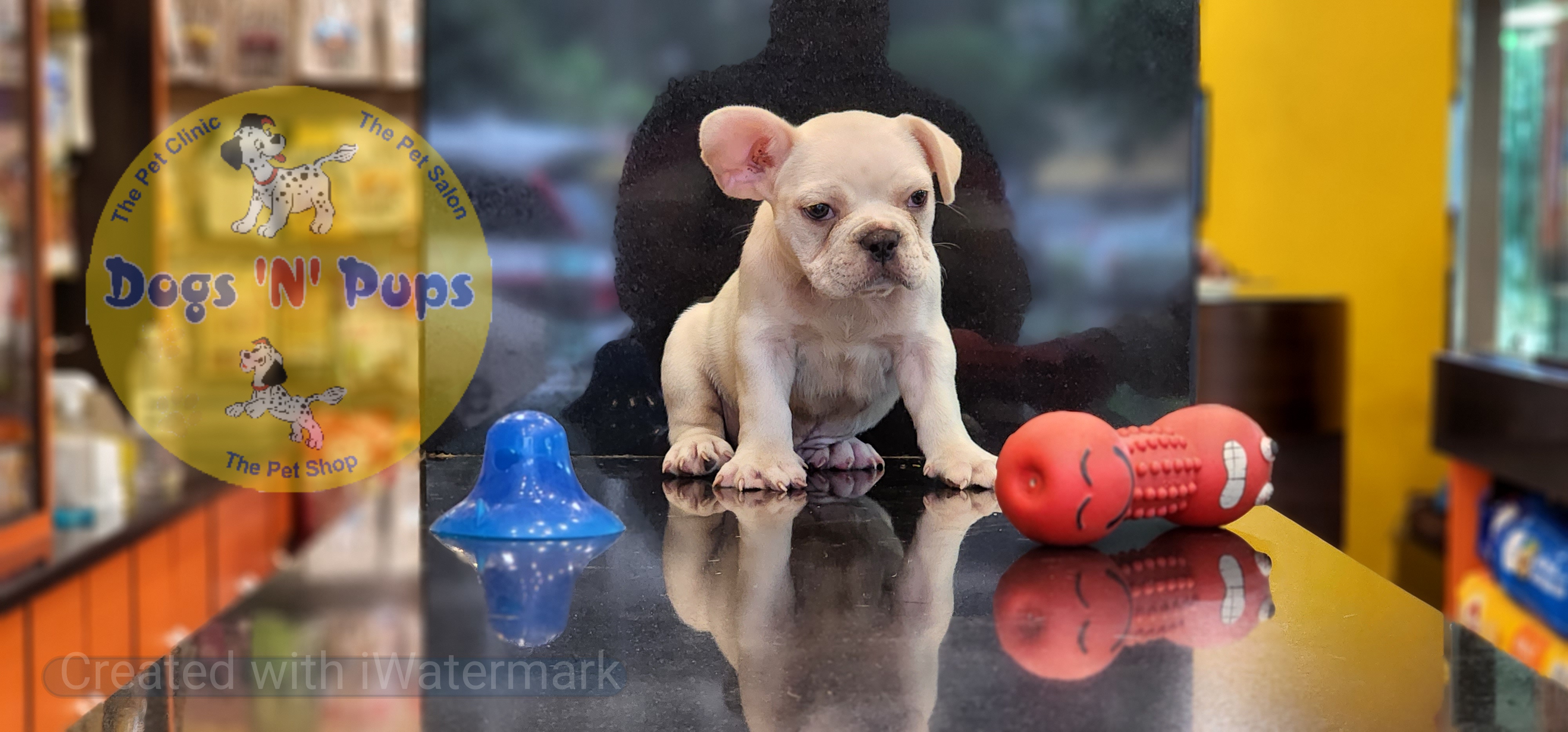 French bulldog  image 5