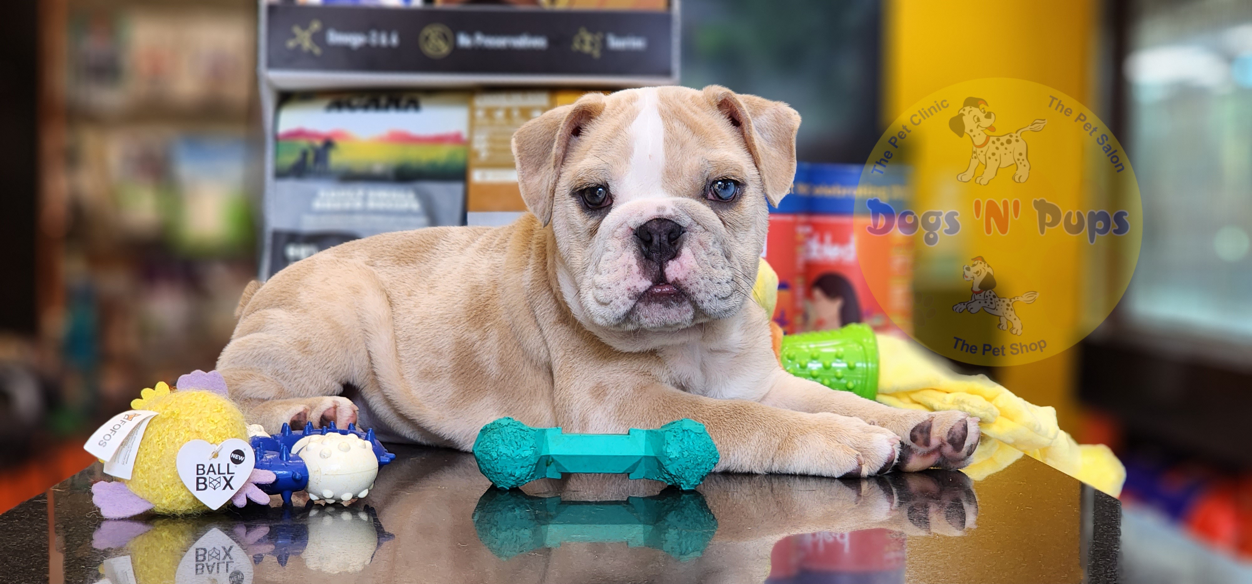 English Bulldog  image 5