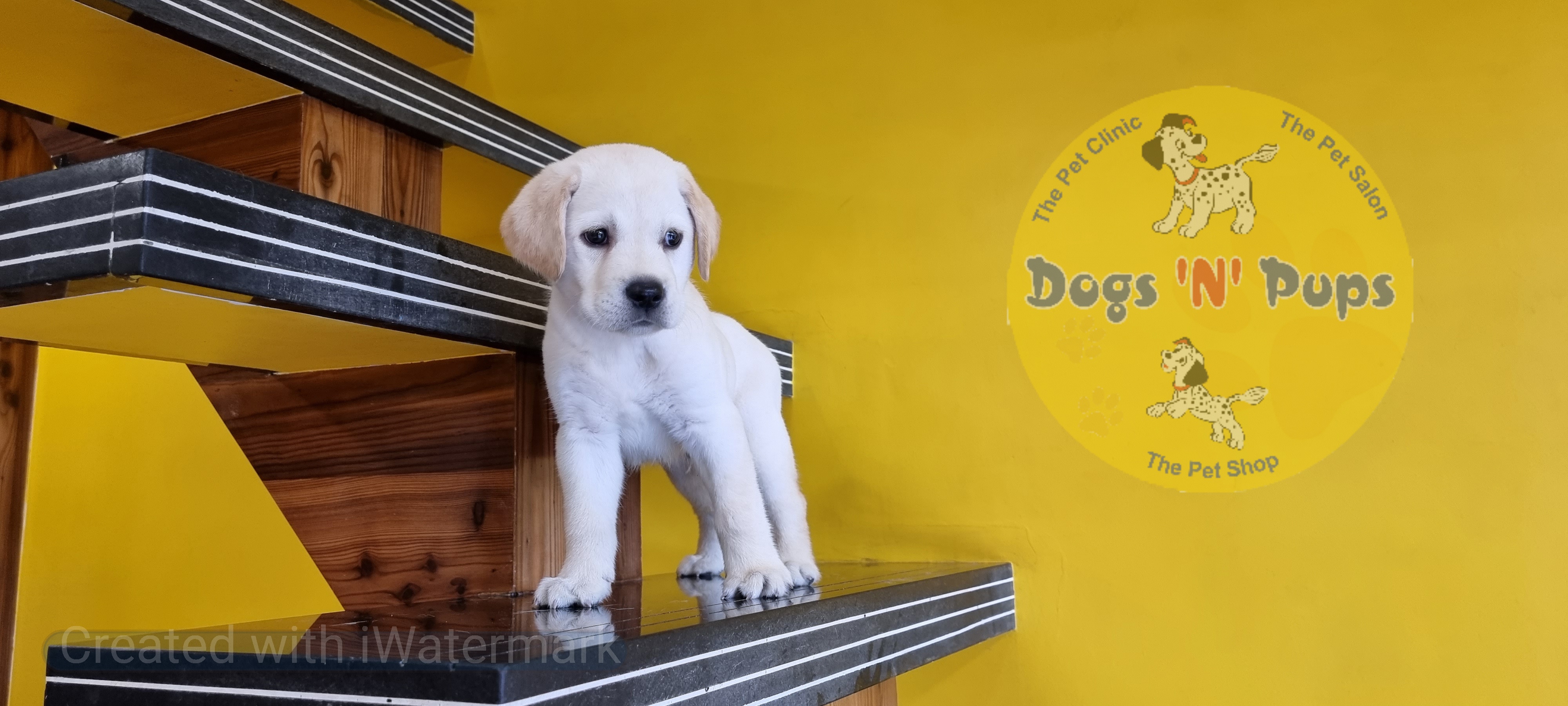 Labrador retriever  image 2