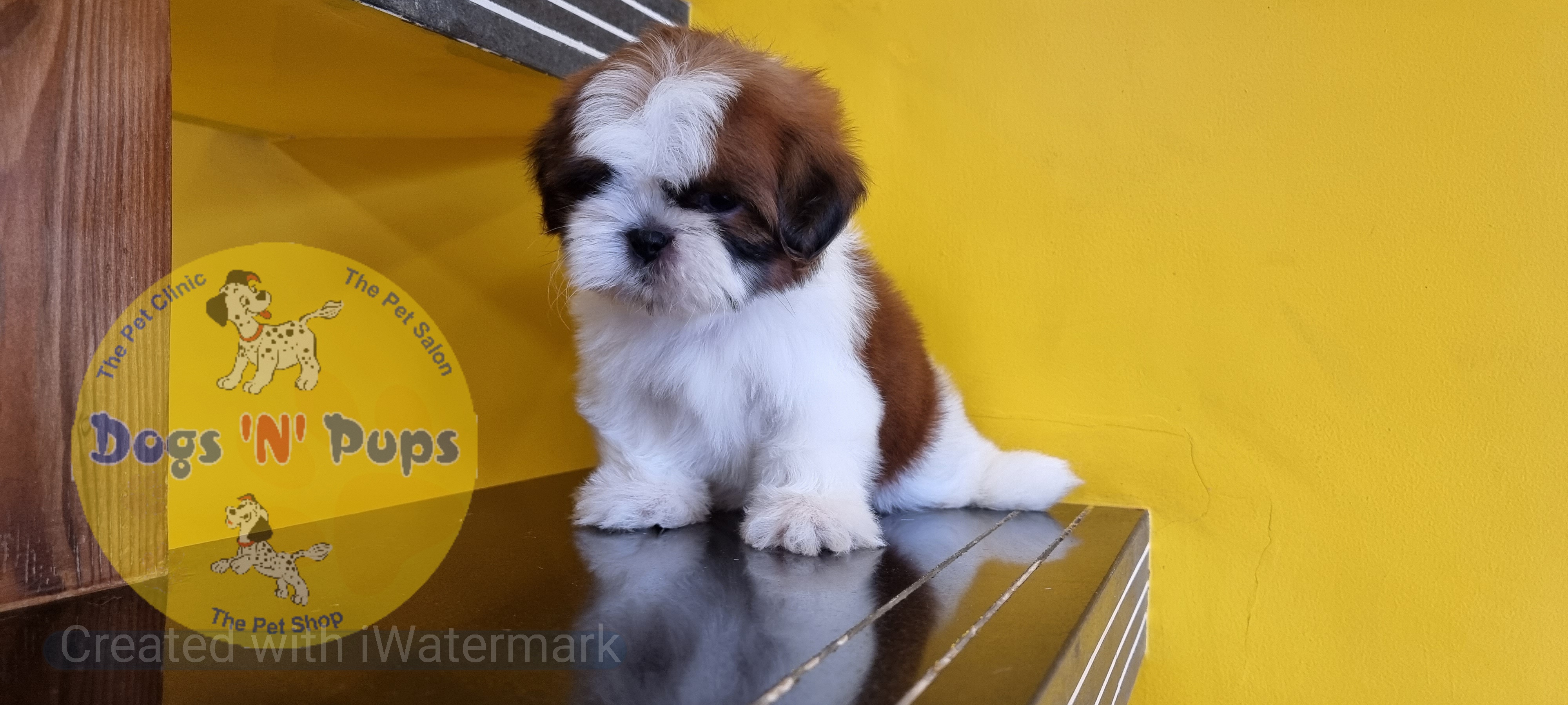 Shihtzu  image 10