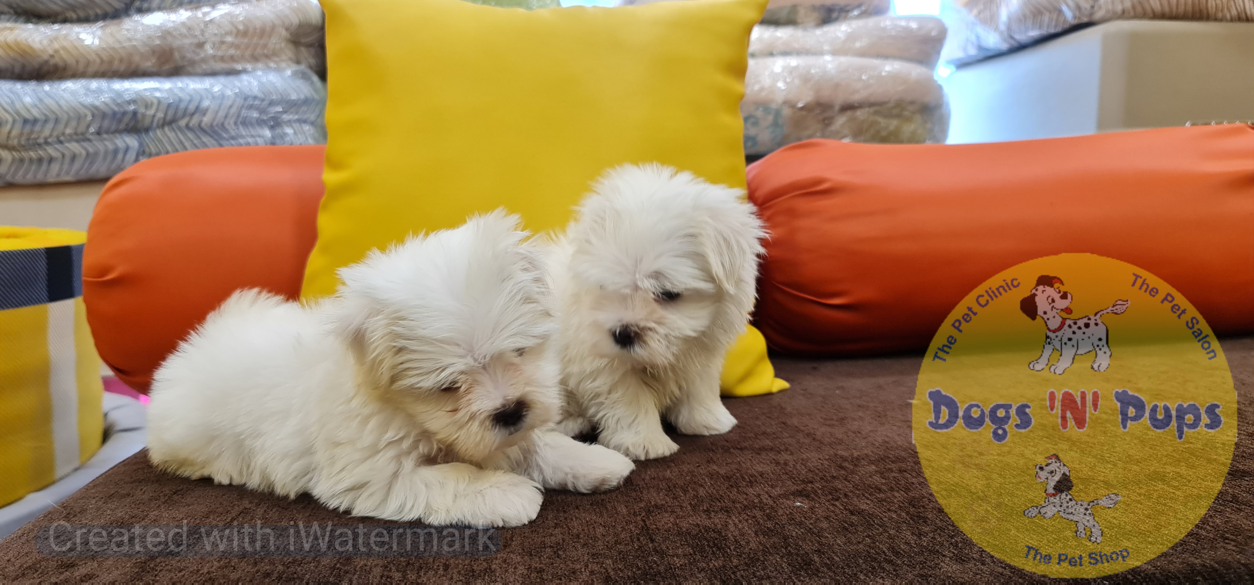Maltese puppies  image 2