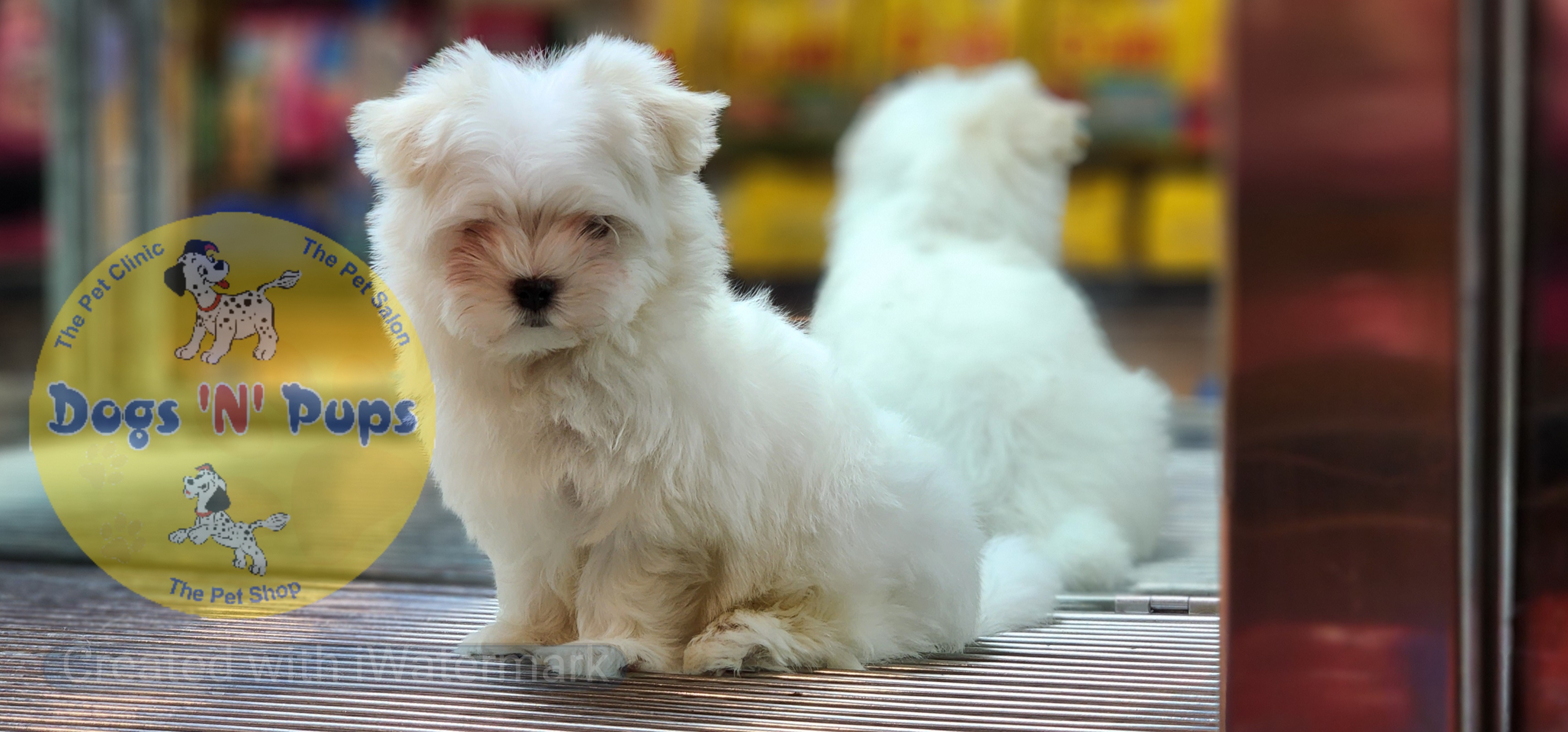 next dog posted image