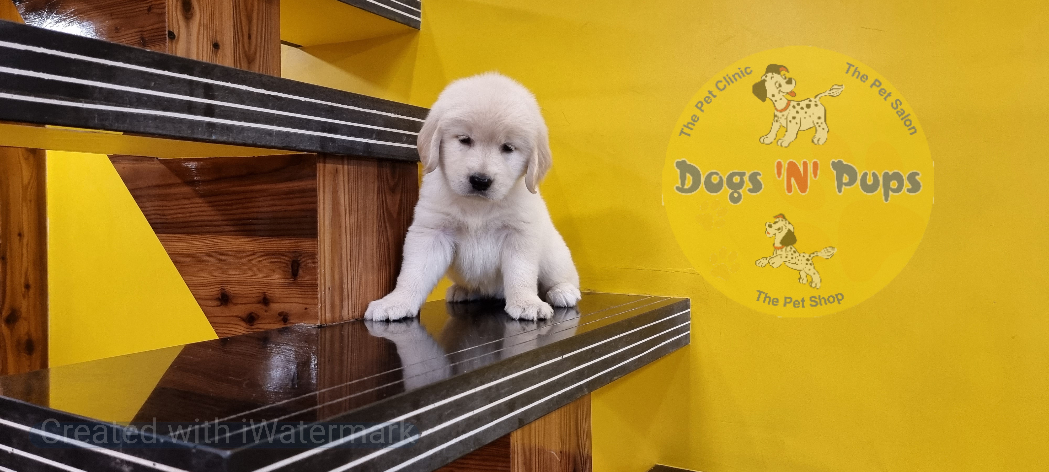 Golden retriever female puppy image 5