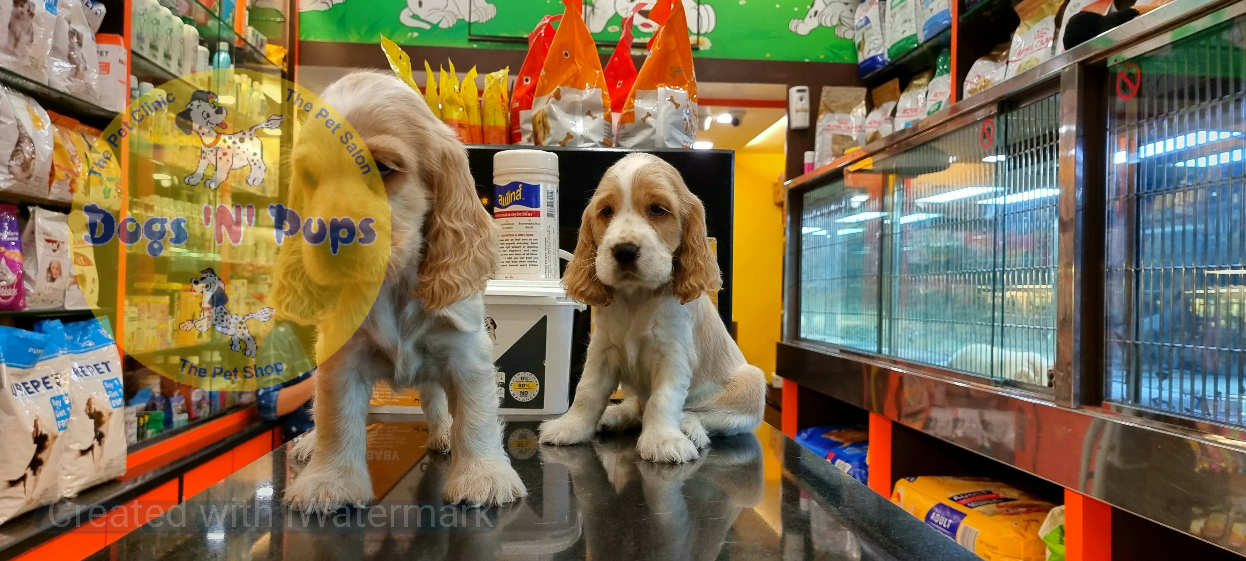 Cocker spaniel puppies  image 5