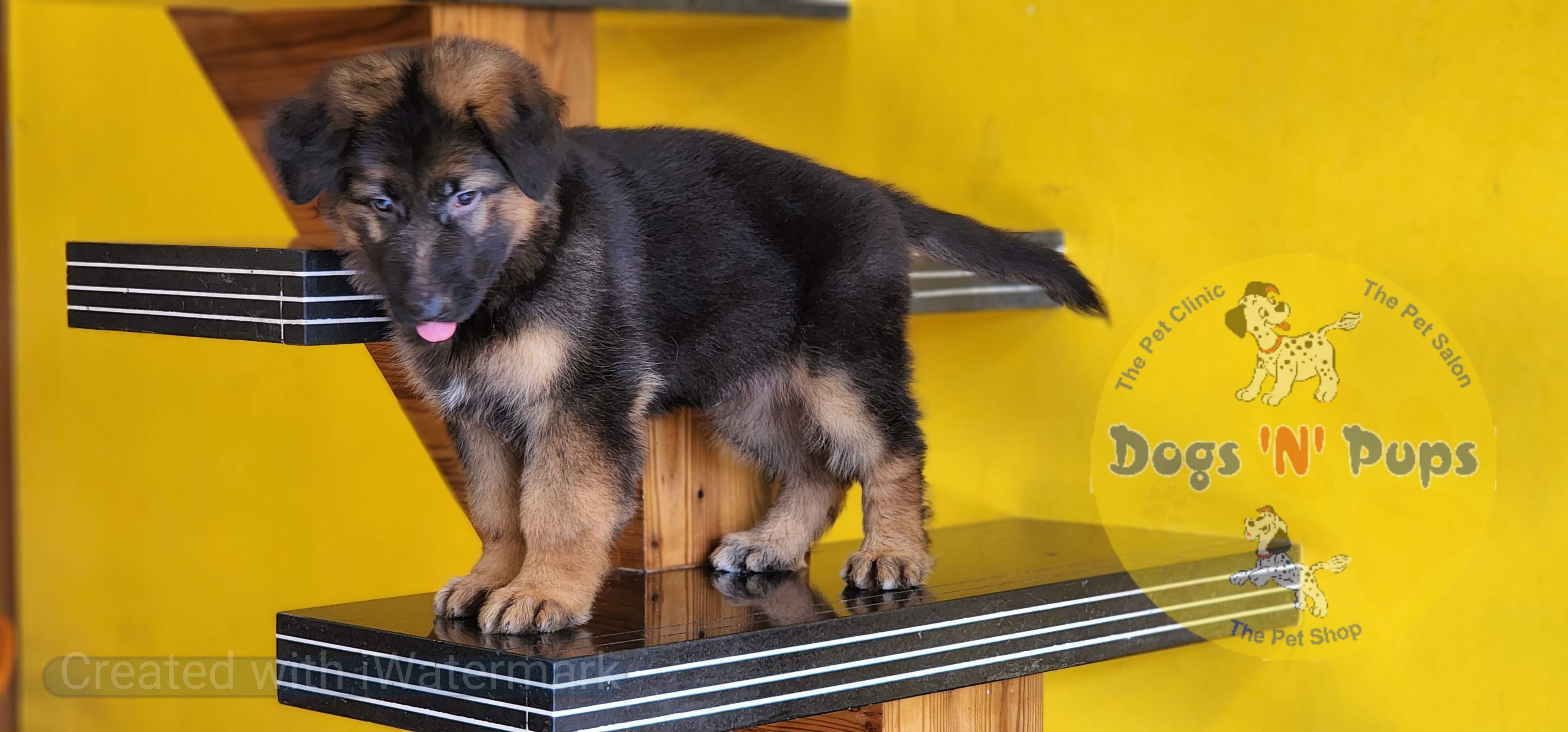 German shepherd  image 7