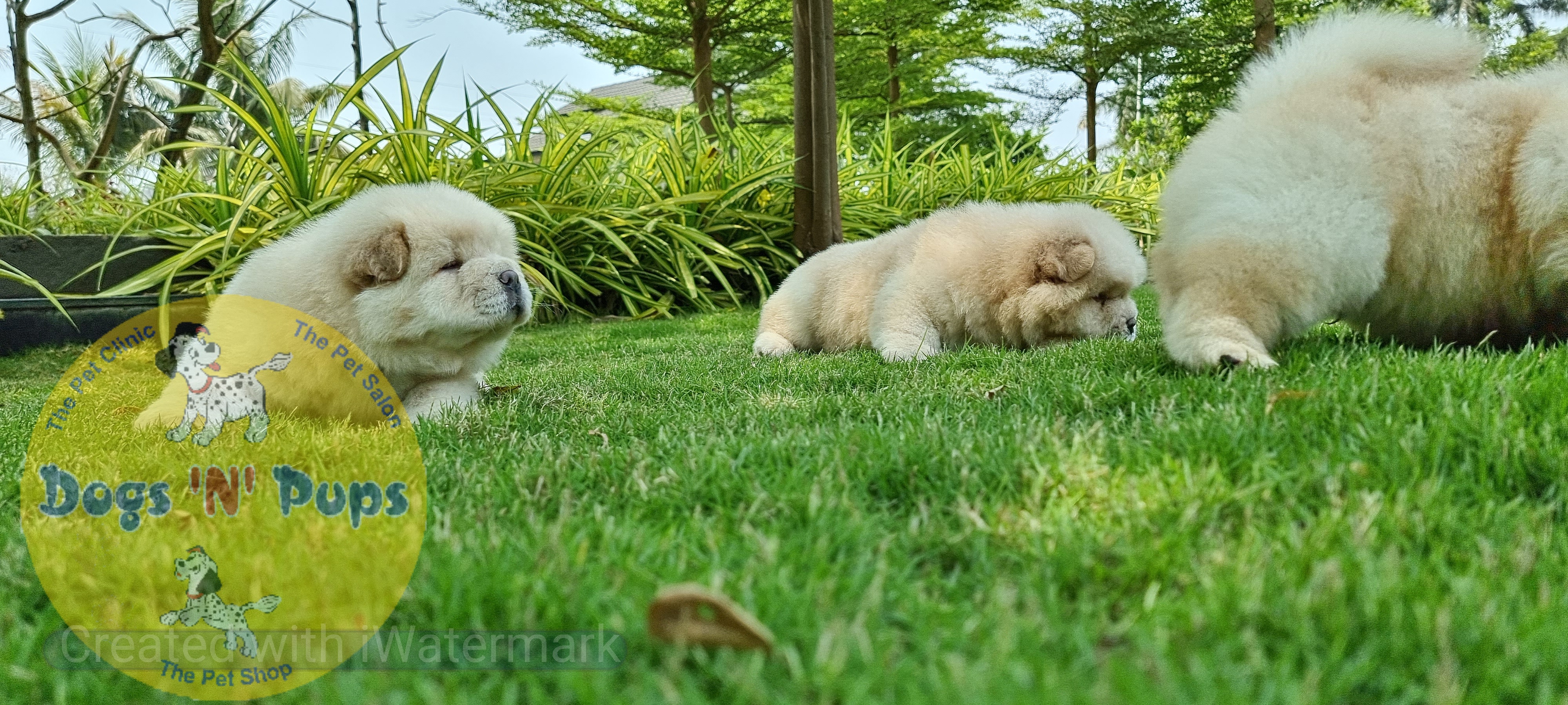 Chow Chow    Cream colour image 4