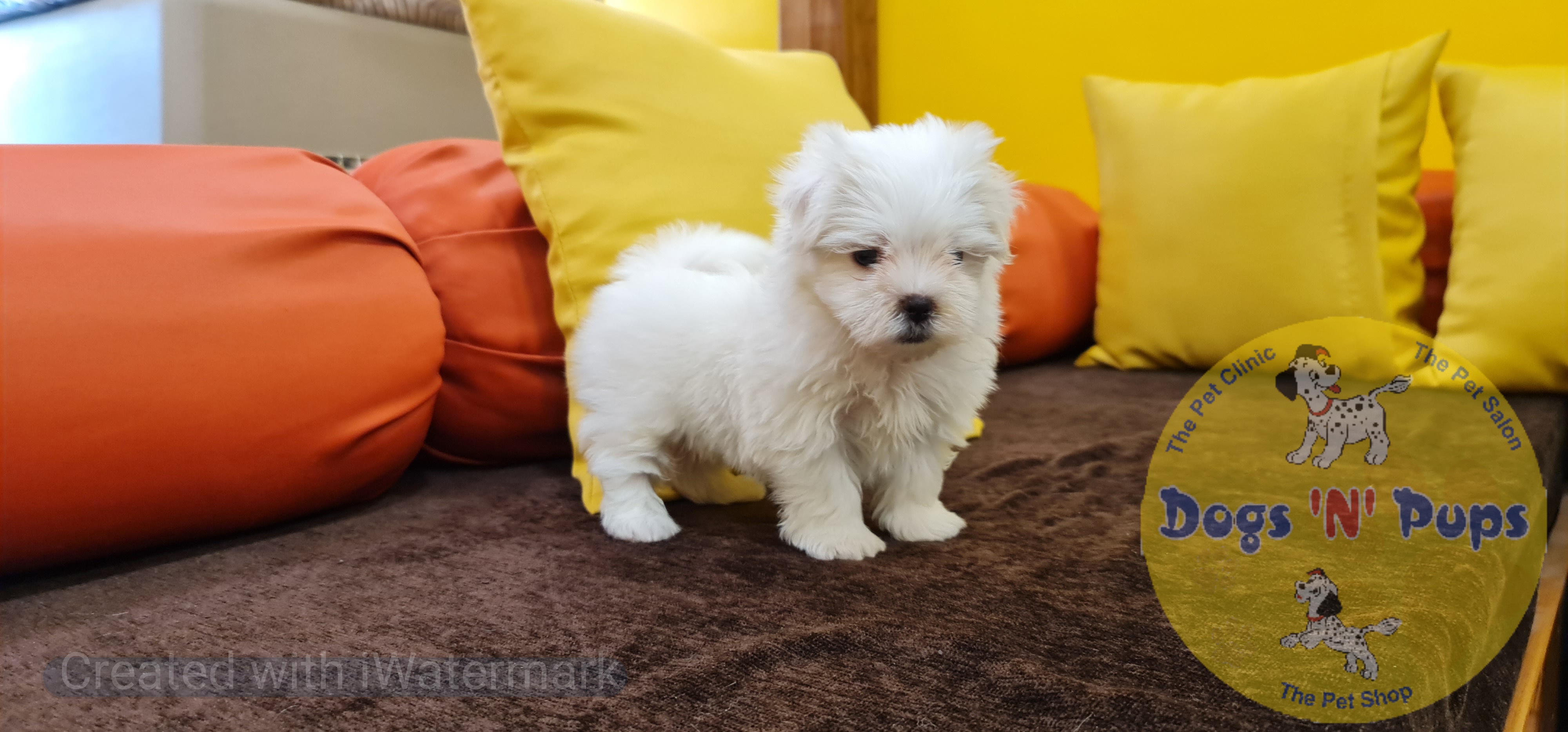 Maltese puppies  image 5