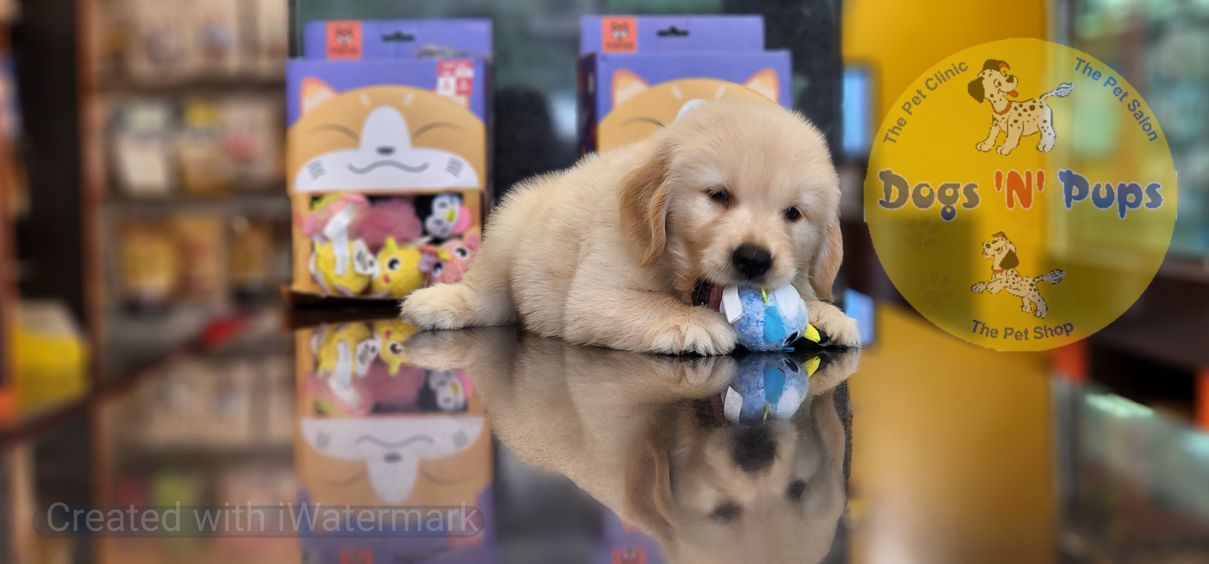 Golden retriever  image 5