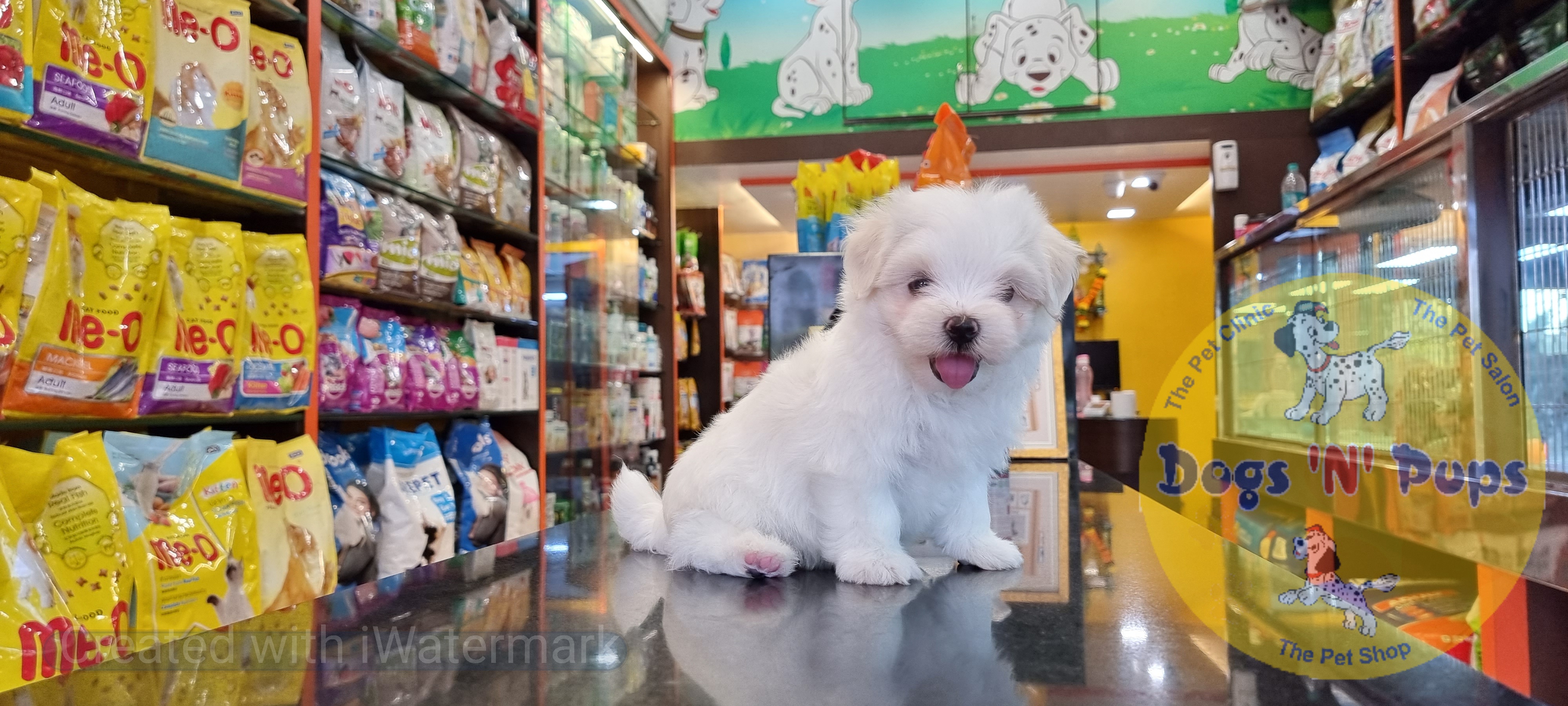 next dog posted image