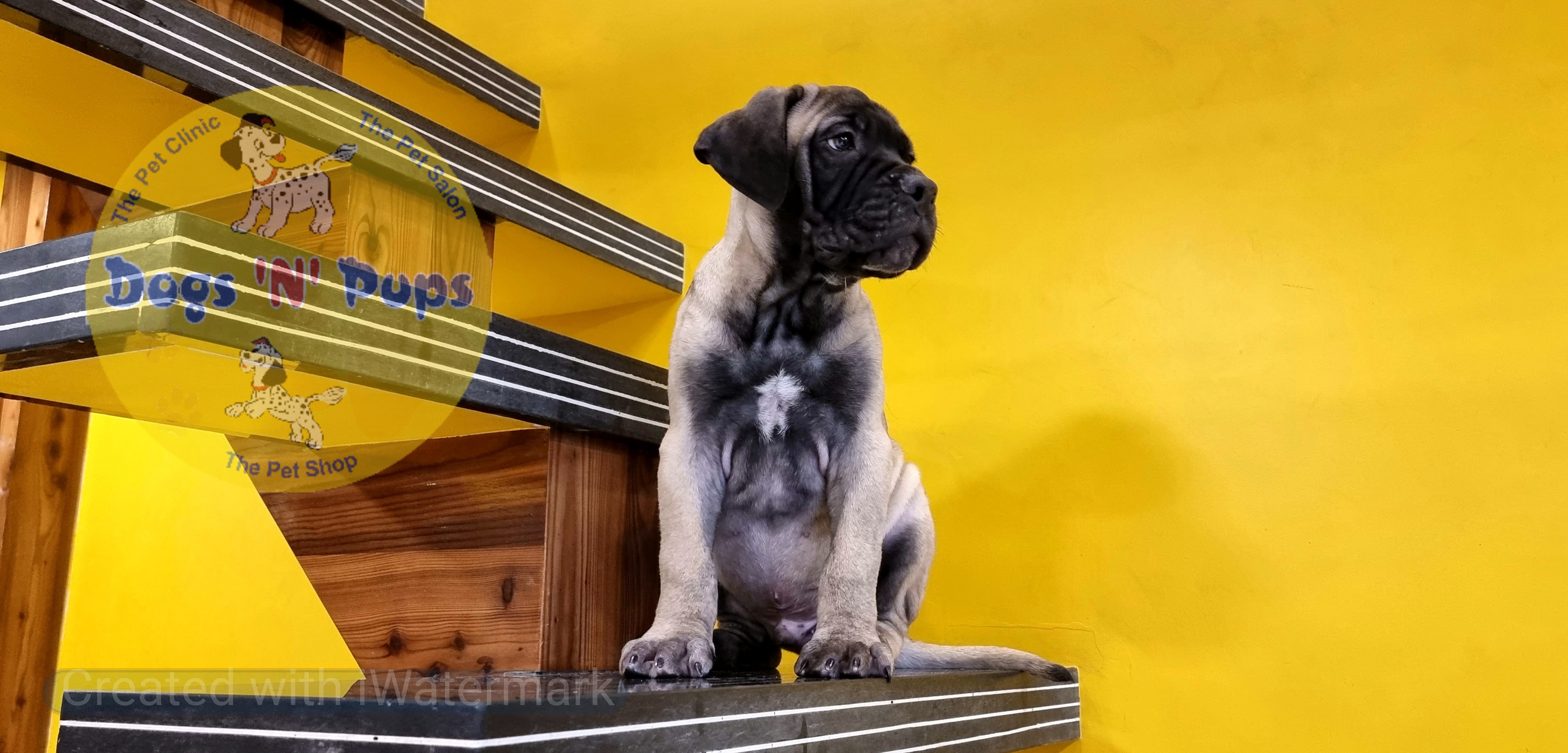 Bullmastiff  image 15