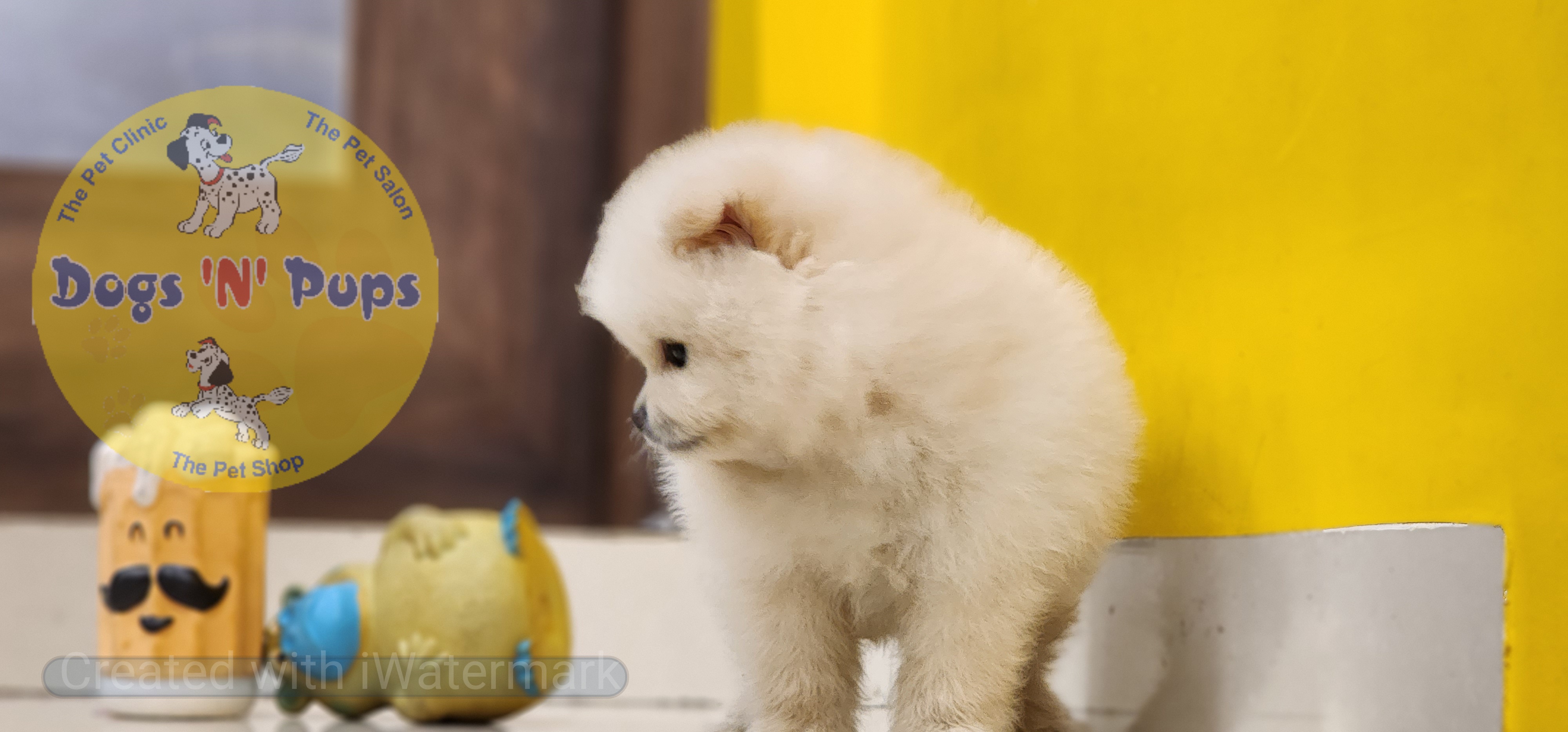 Toy pomeranian  image 8