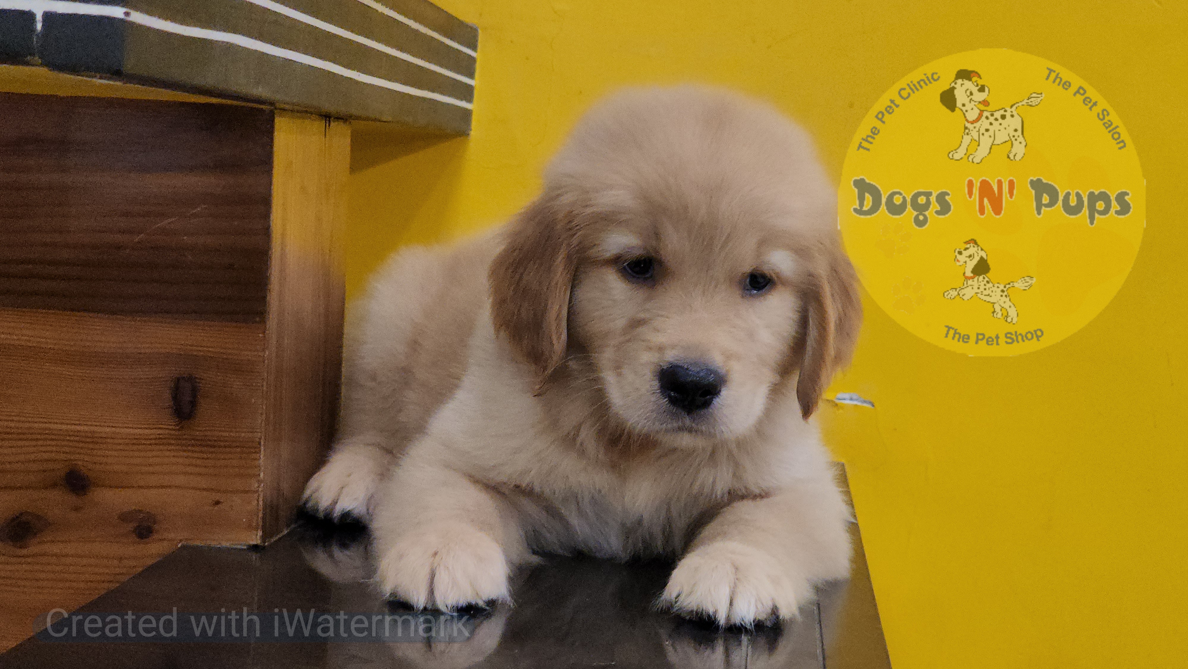 Golden retriever  image 6