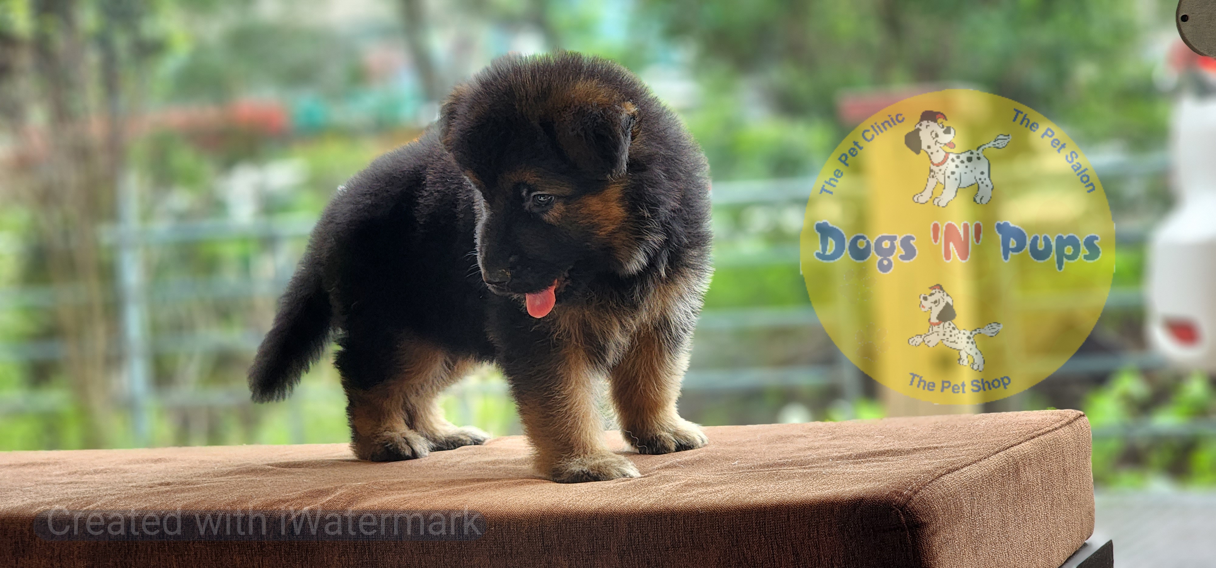 German shepherd  image 8