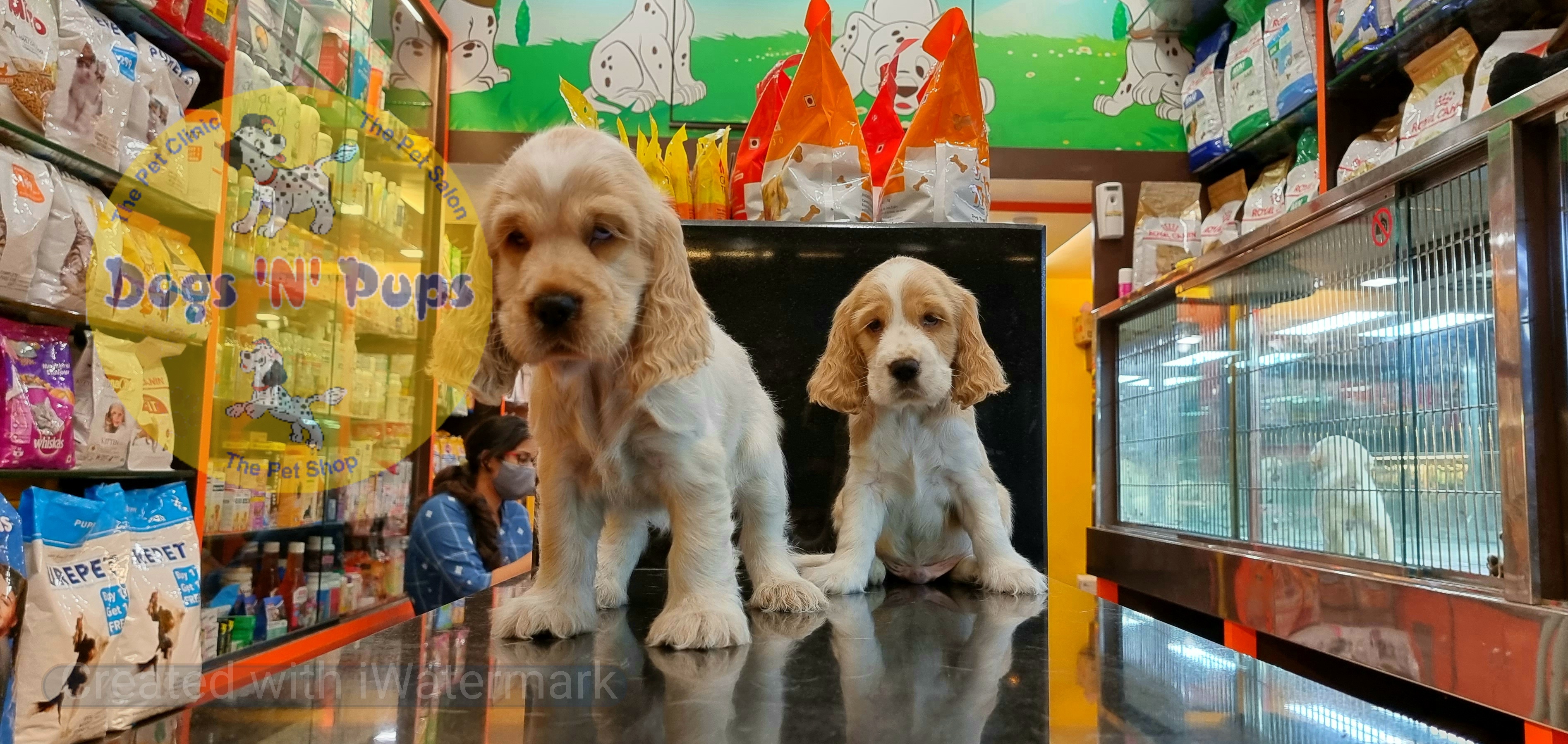 Cocker spaniel puppies  image 3