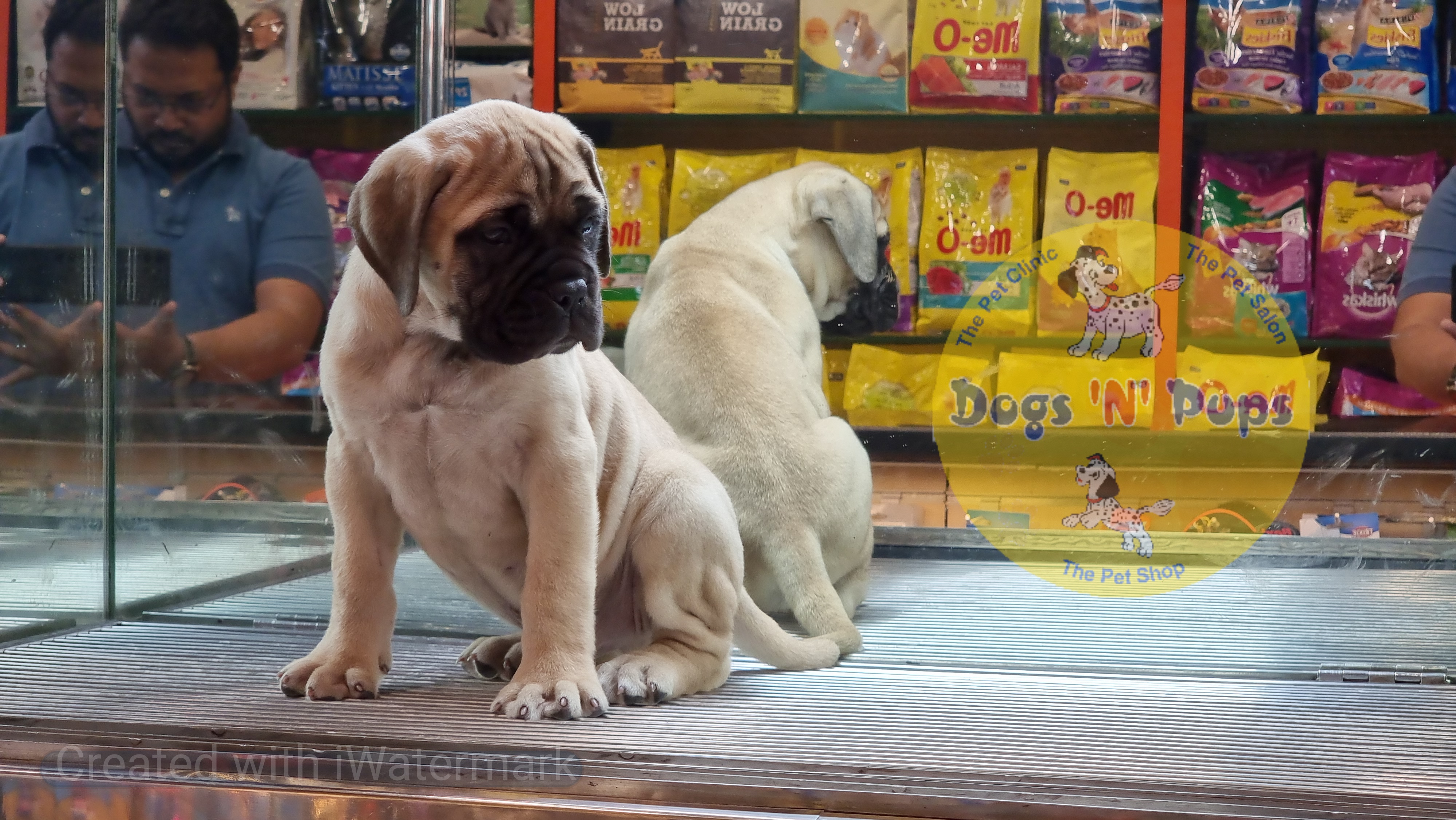 Bullmastiff  image 9