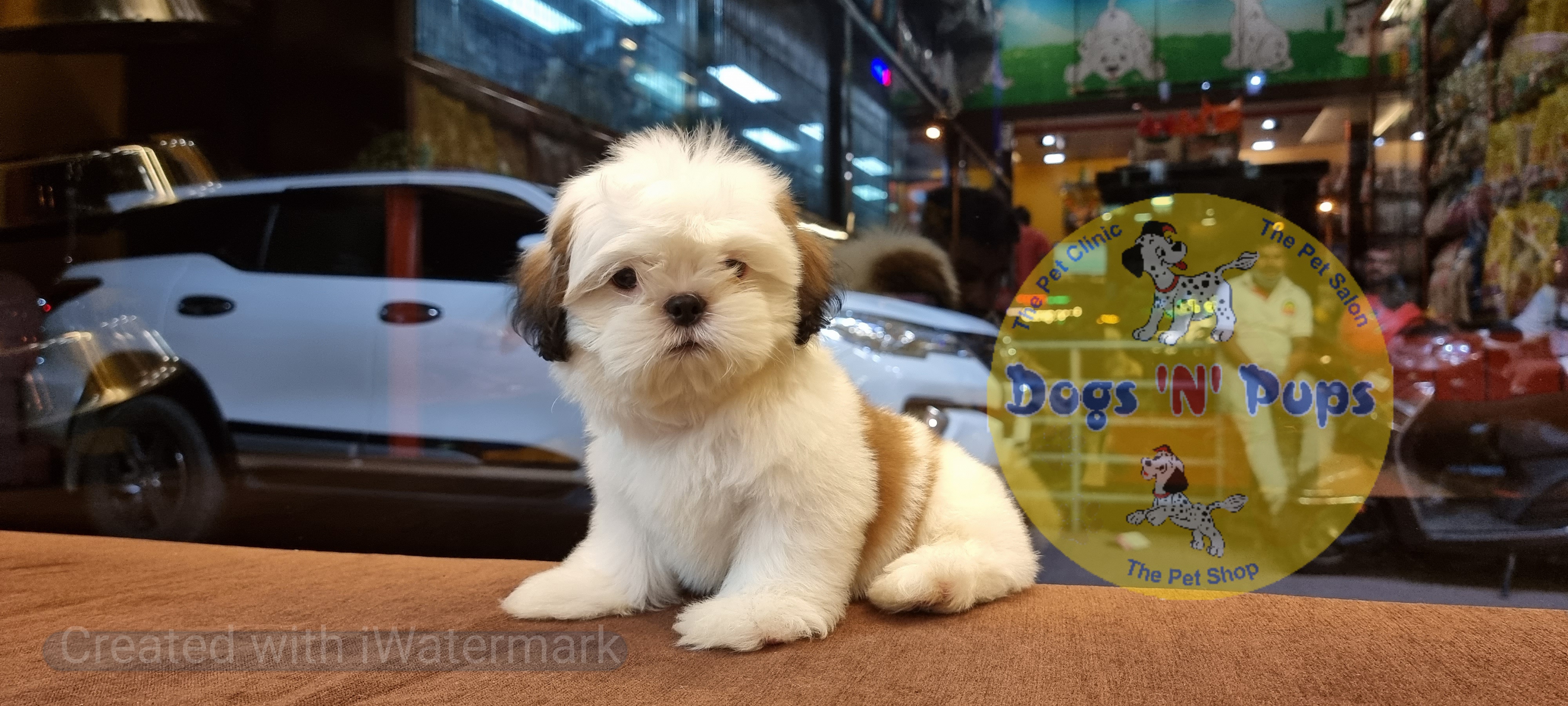 next dog posted image