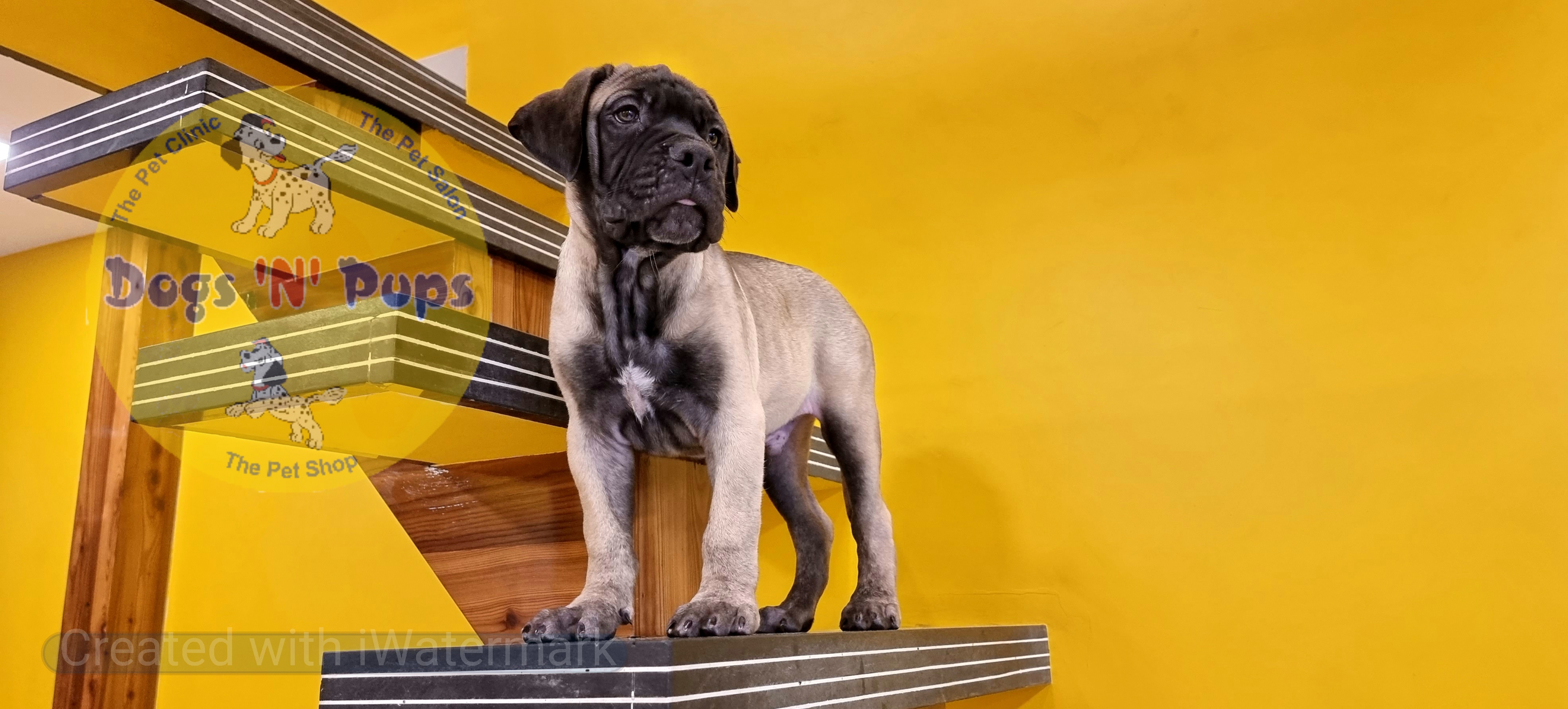 Bullmastiff  image 14