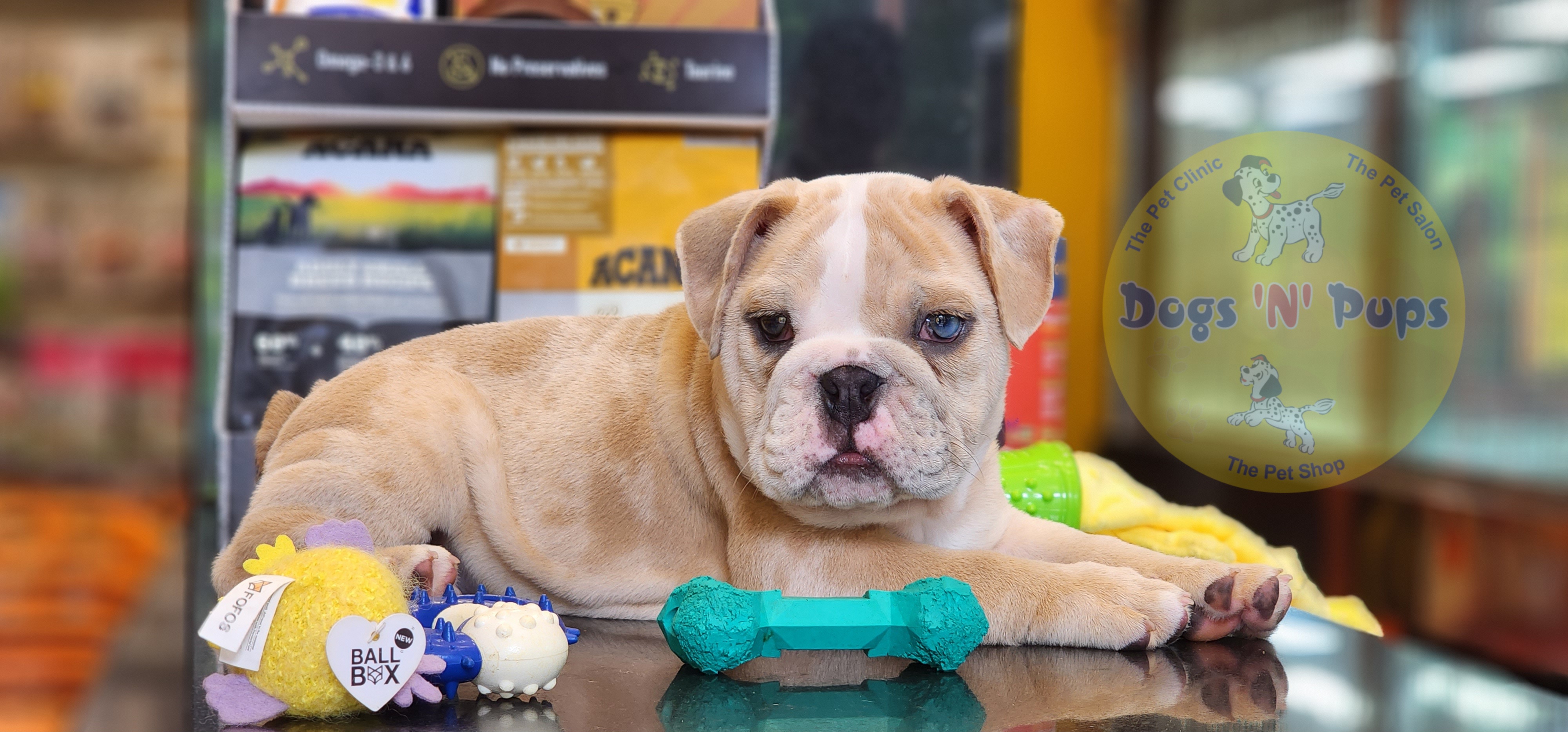 English Bulldog  image 3