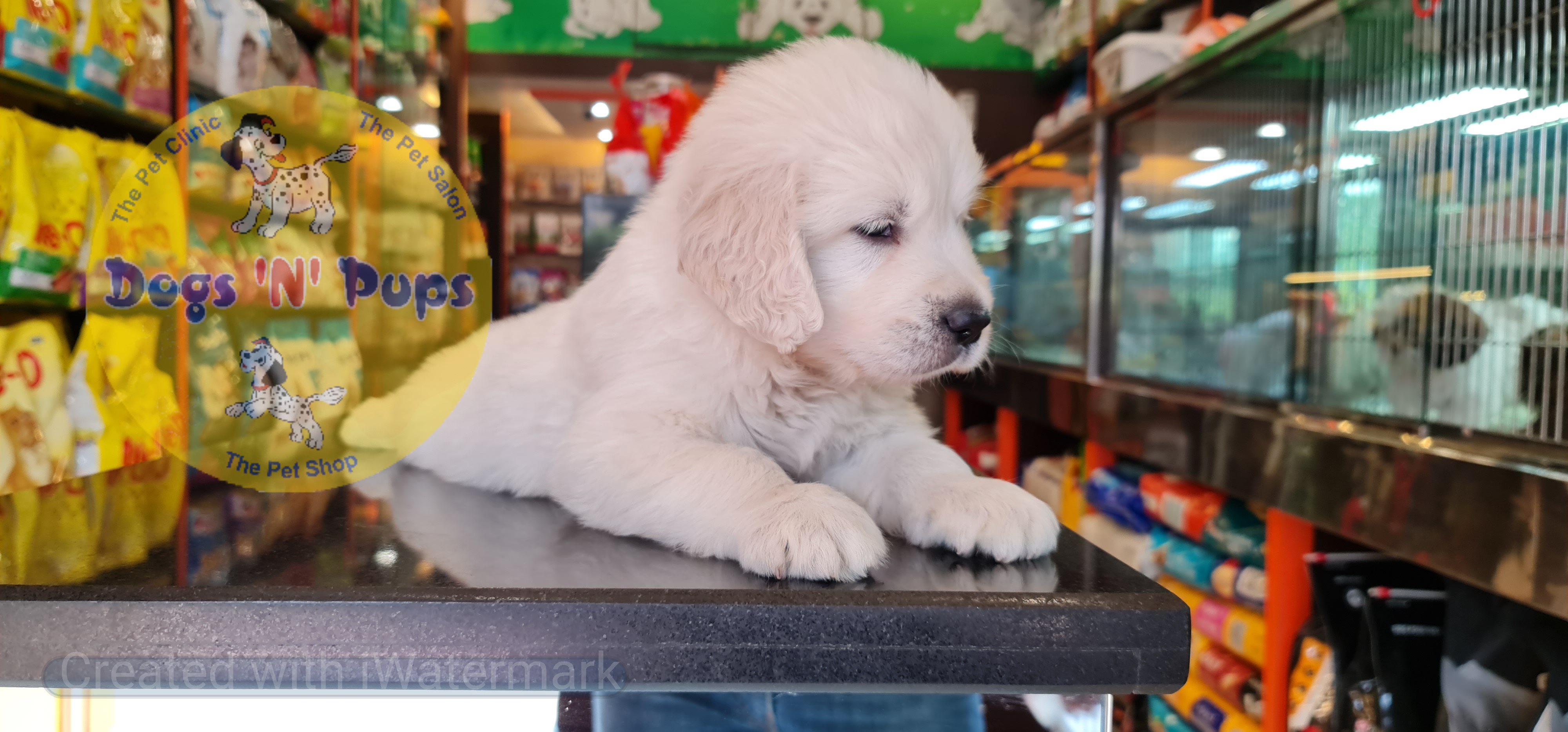 Golden retriever puppy  image 4