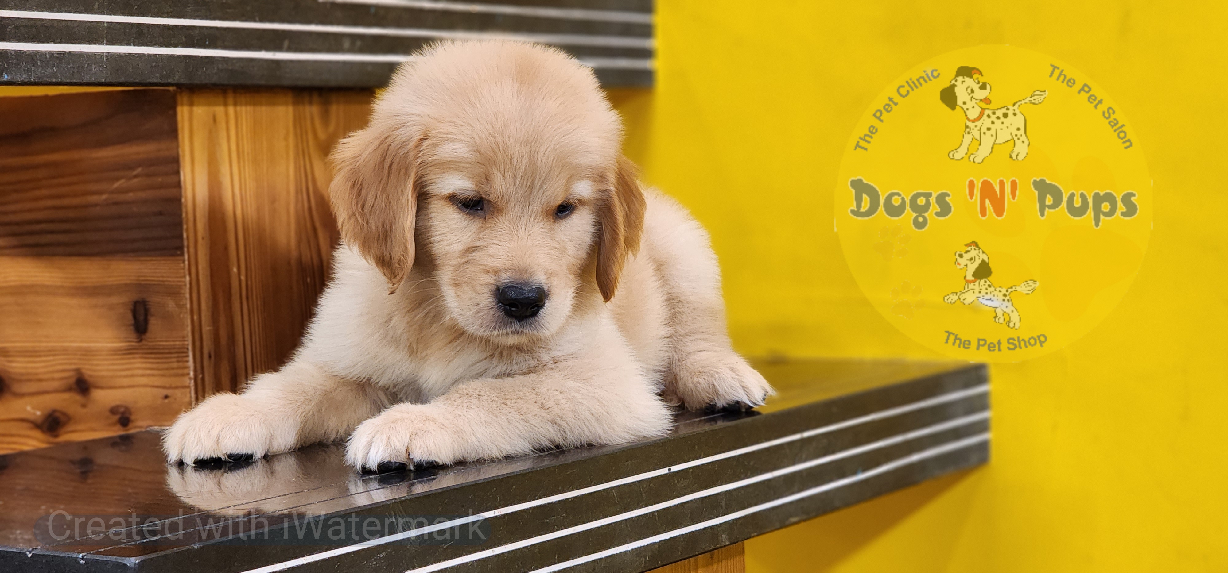 Golden retriever  image 3