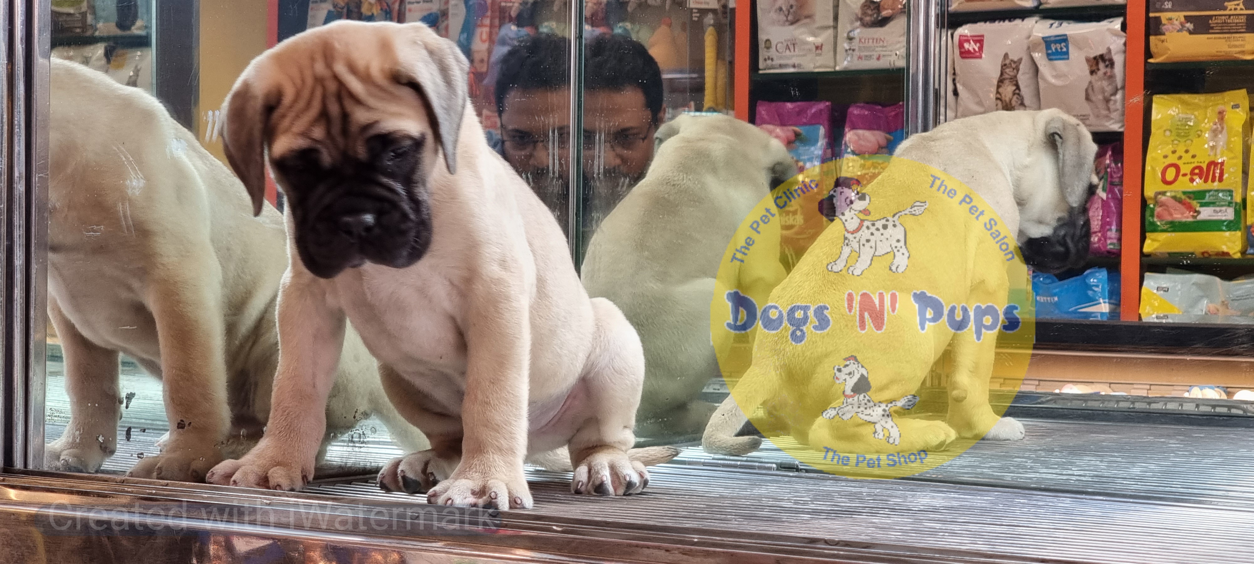 Bullmastiff  image 5