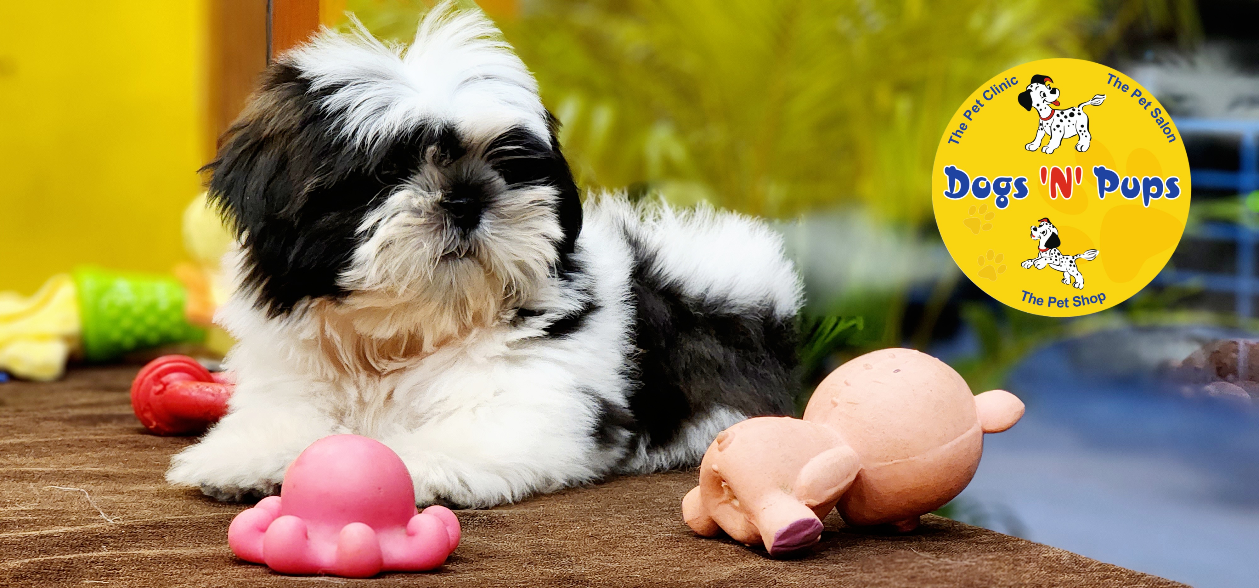 Shihtzu  image 2