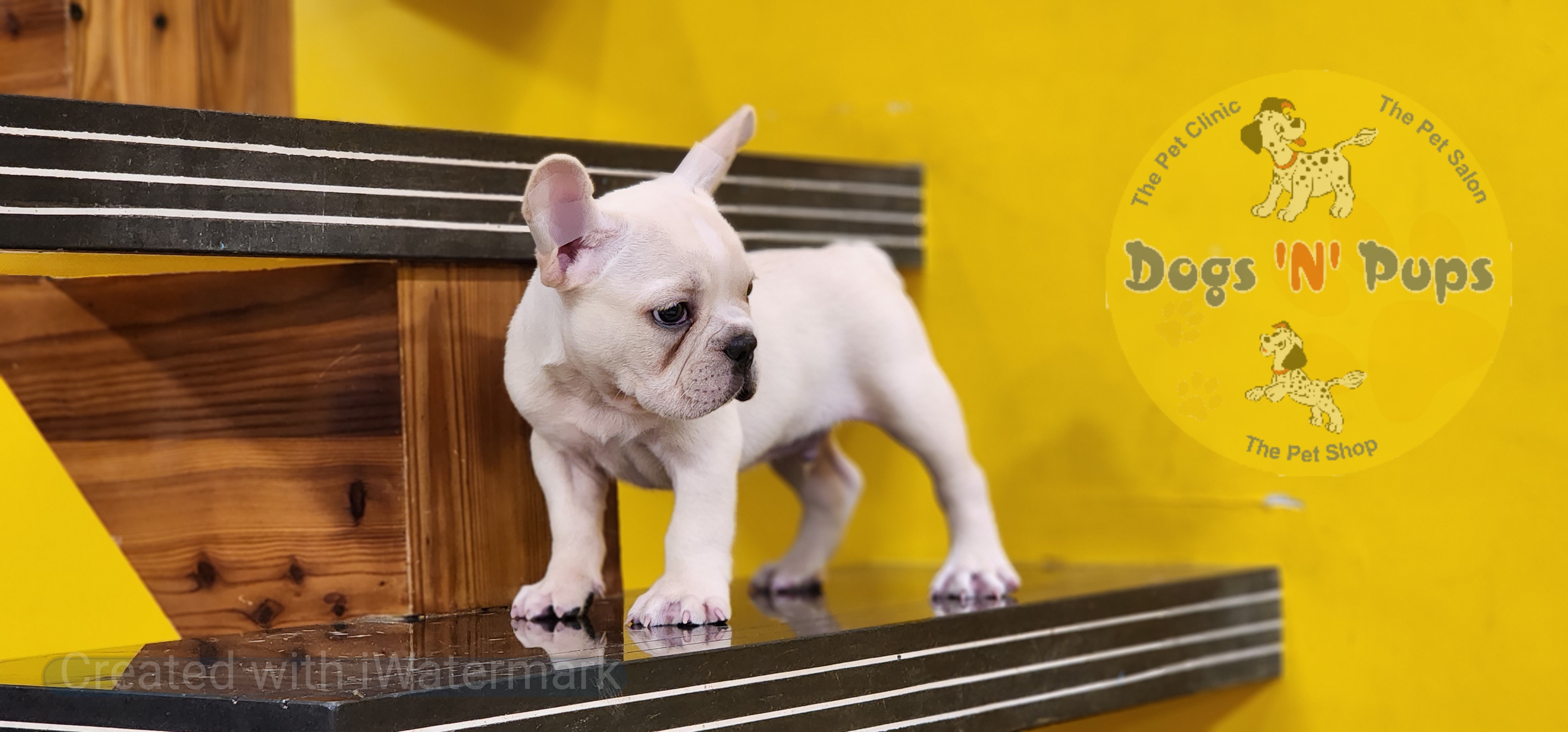 French bulldog  image 7