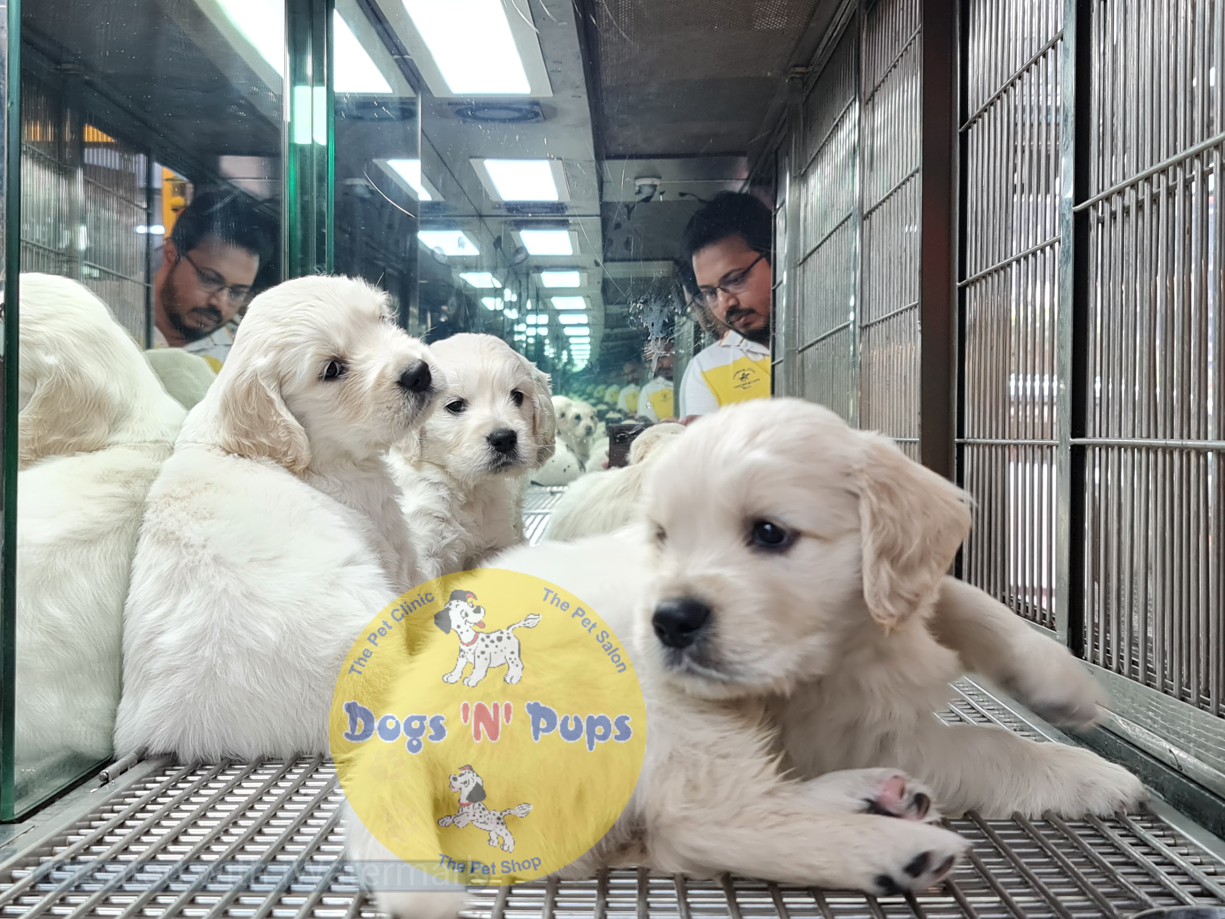 Golden retriever puppies  image 6