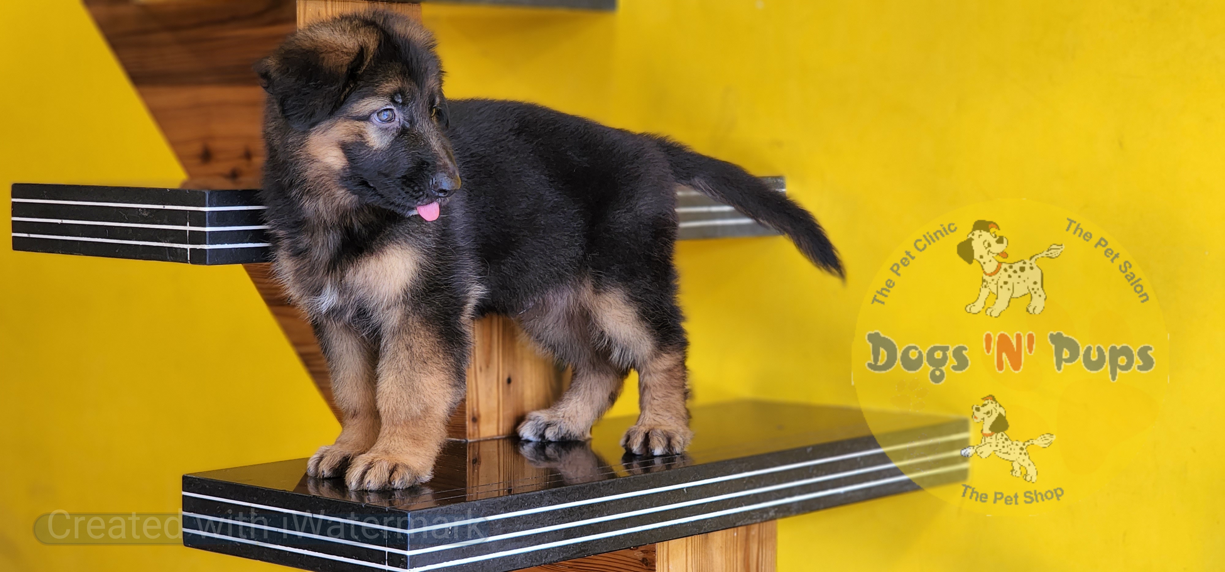 German shepherd  image 2