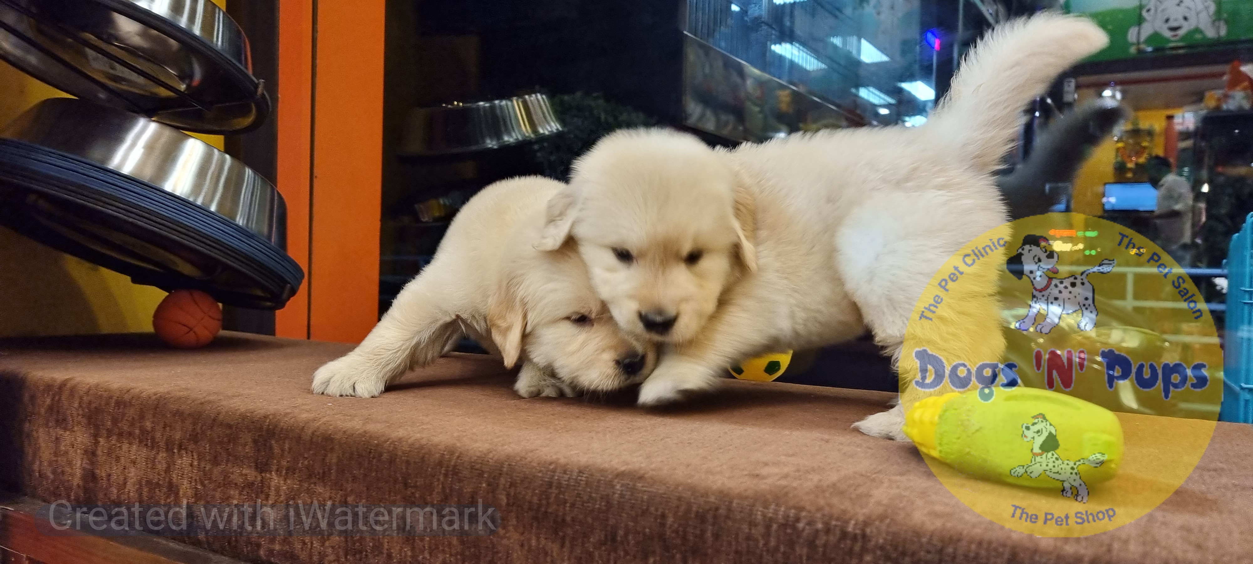 Golden retriever puppies  image 8