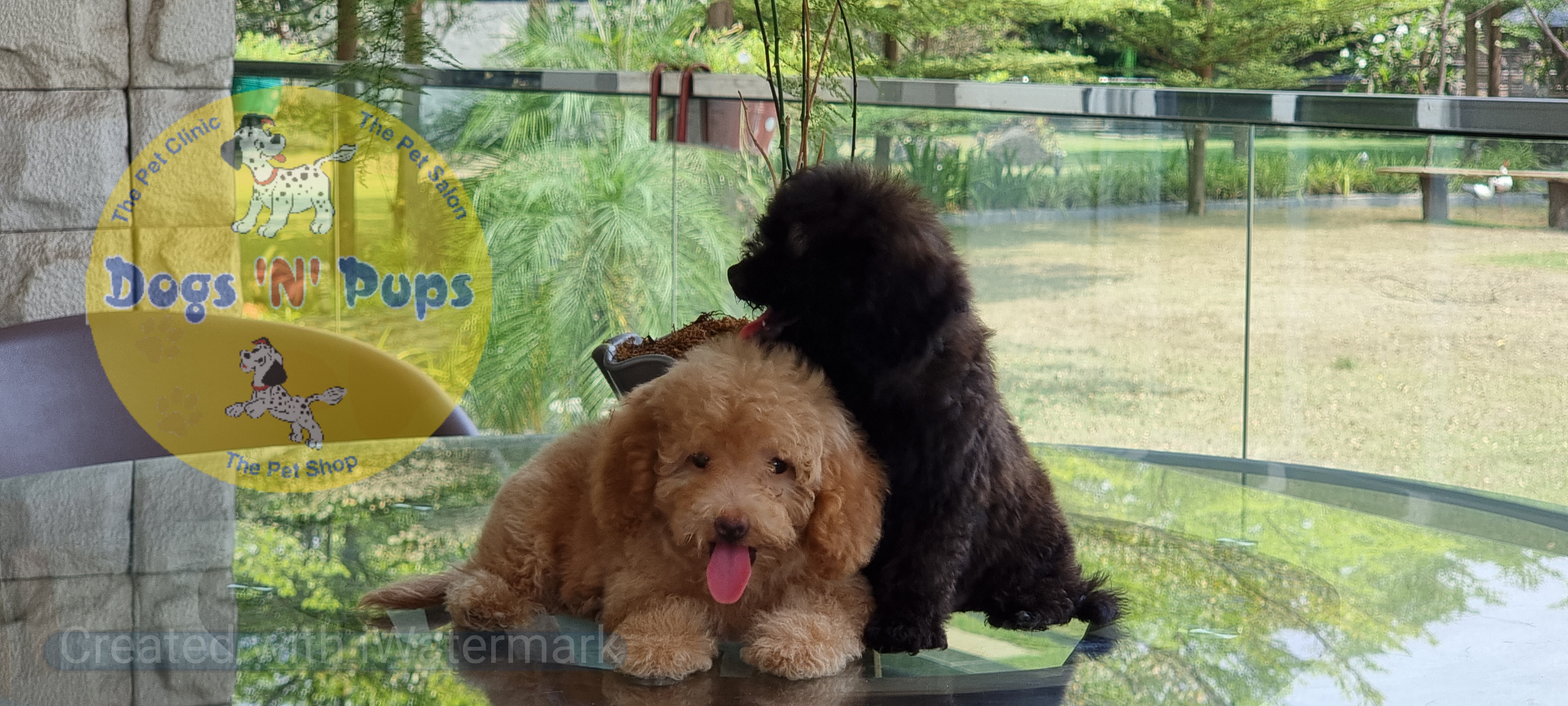 Toy poodle  image 9