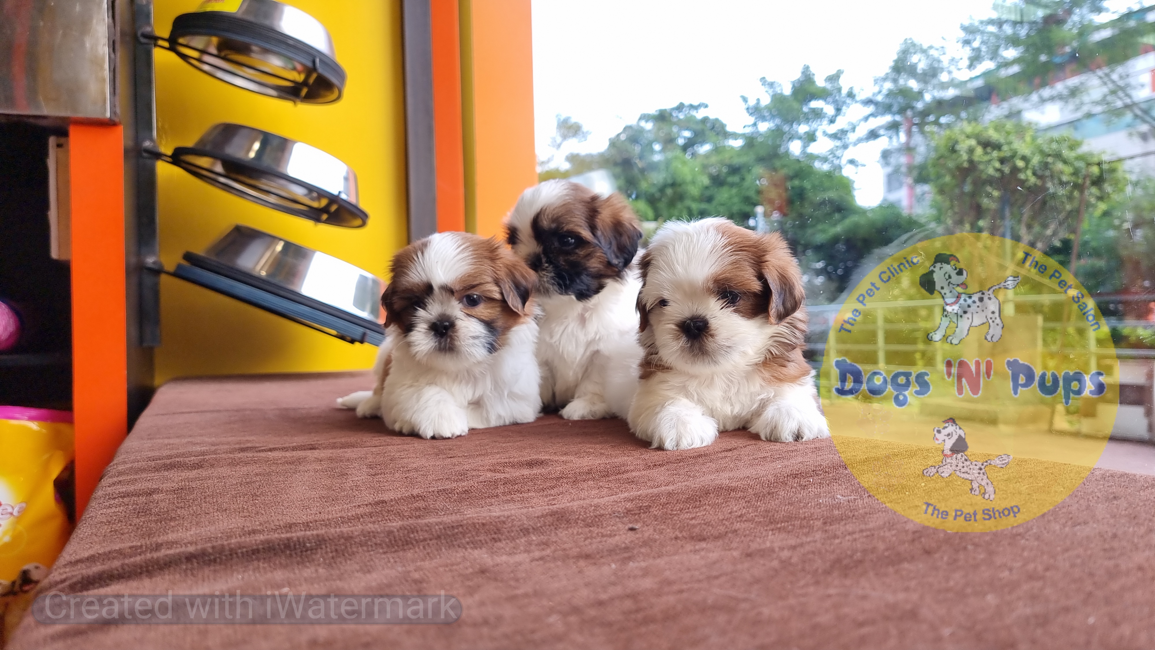 Shihtzu  image 14