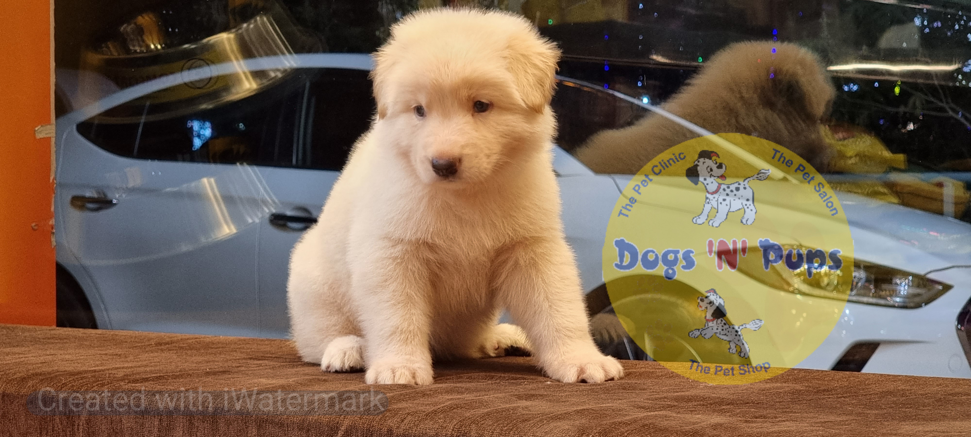 German shepherd  White image 11