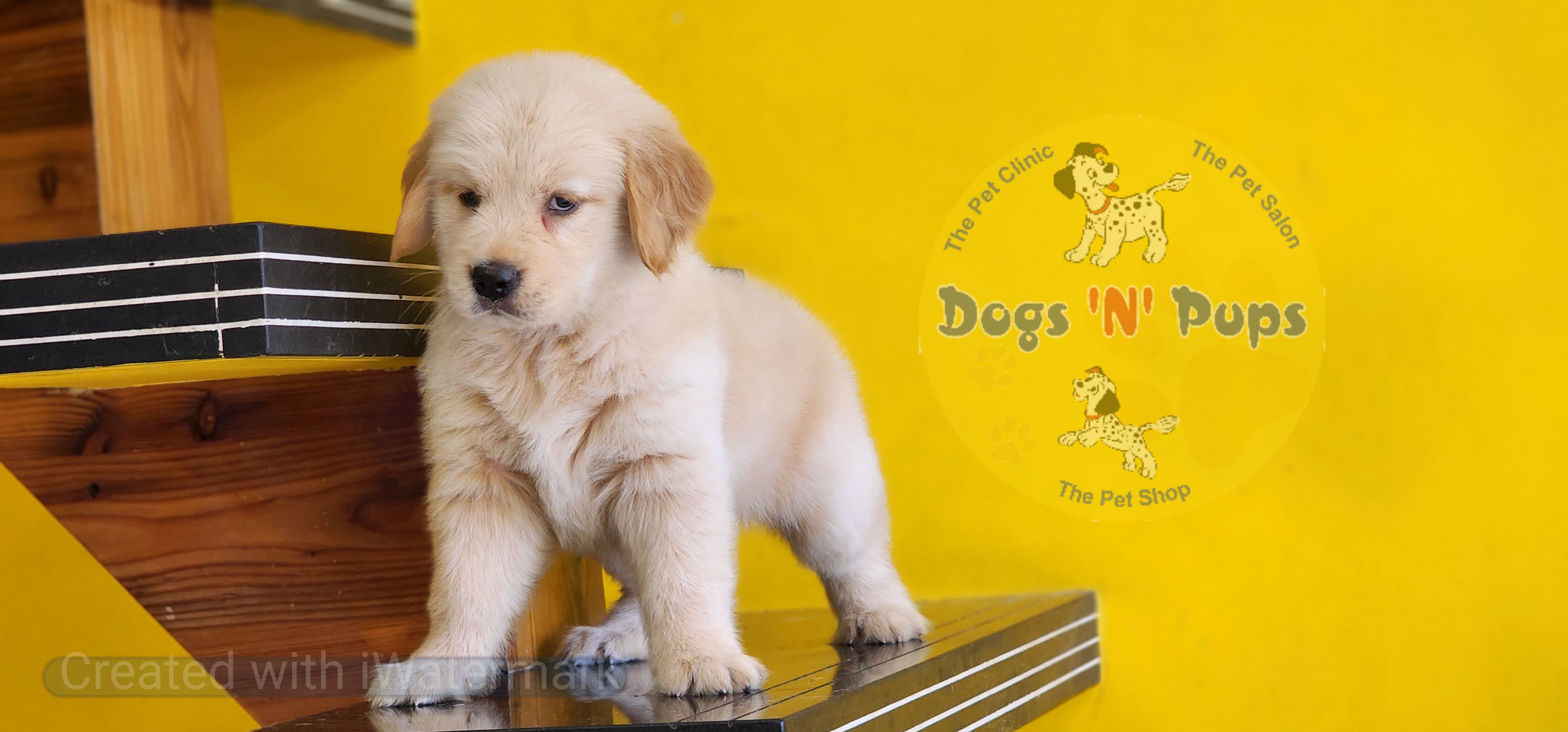 Golden retriever  image 6