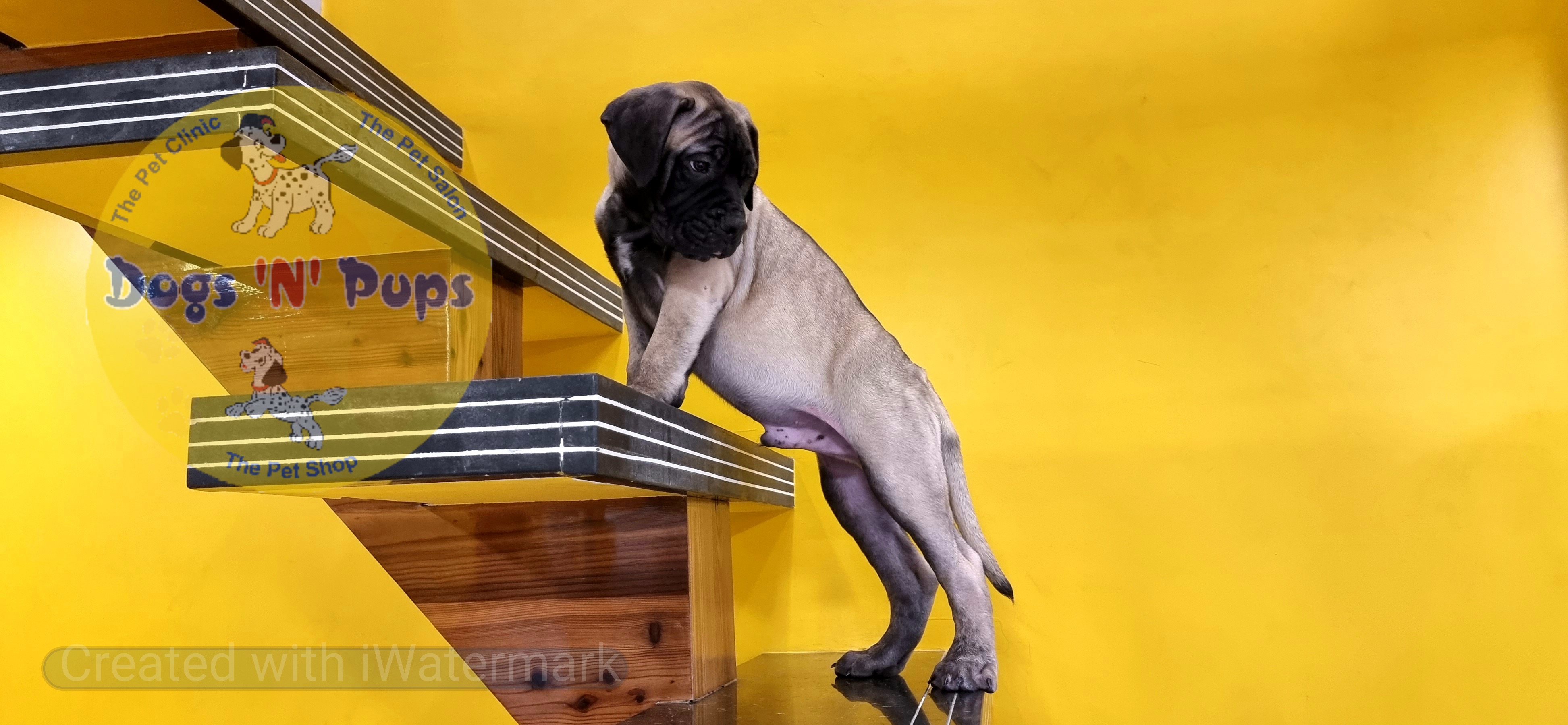 Bullmastiff  image 9