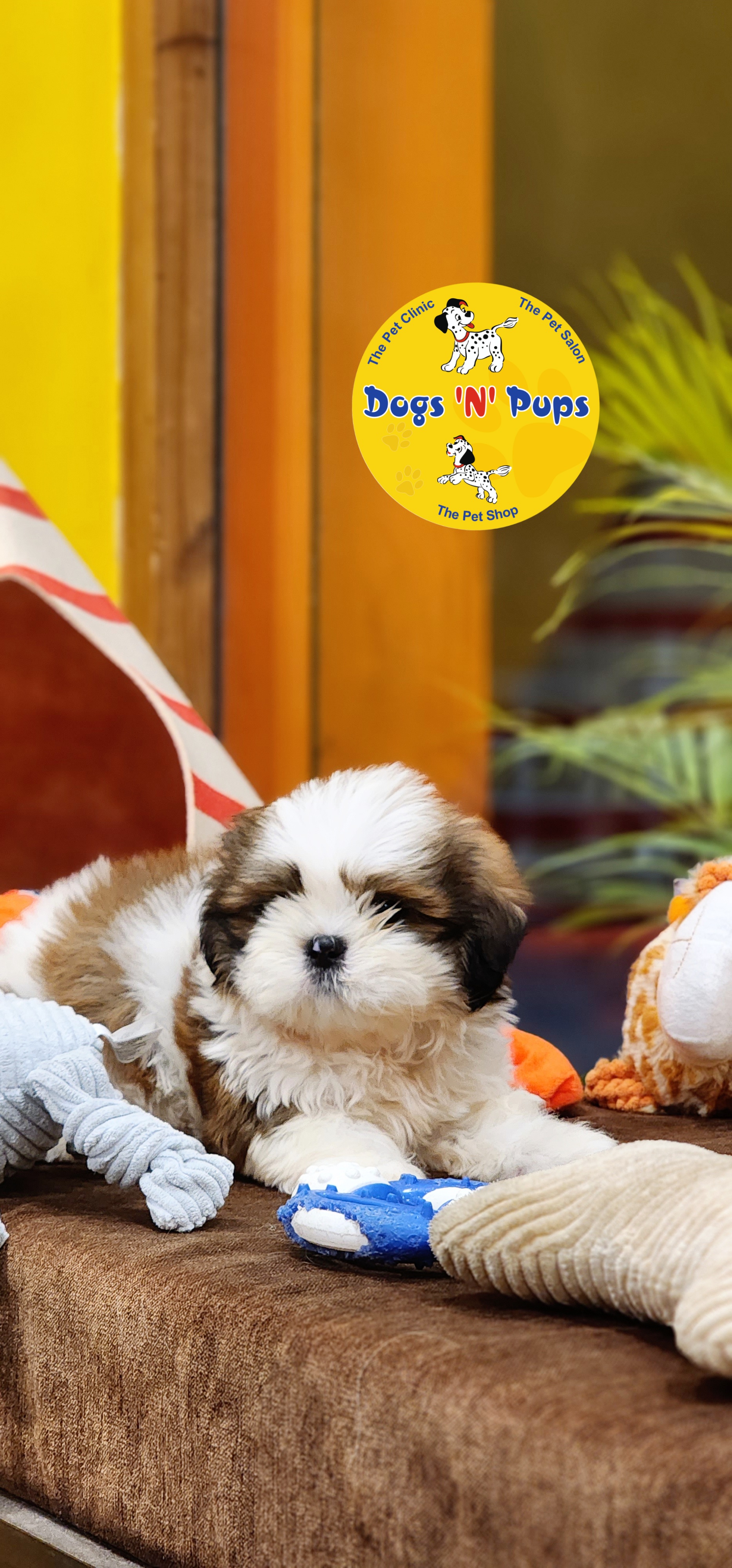 Shihtzu  image 6