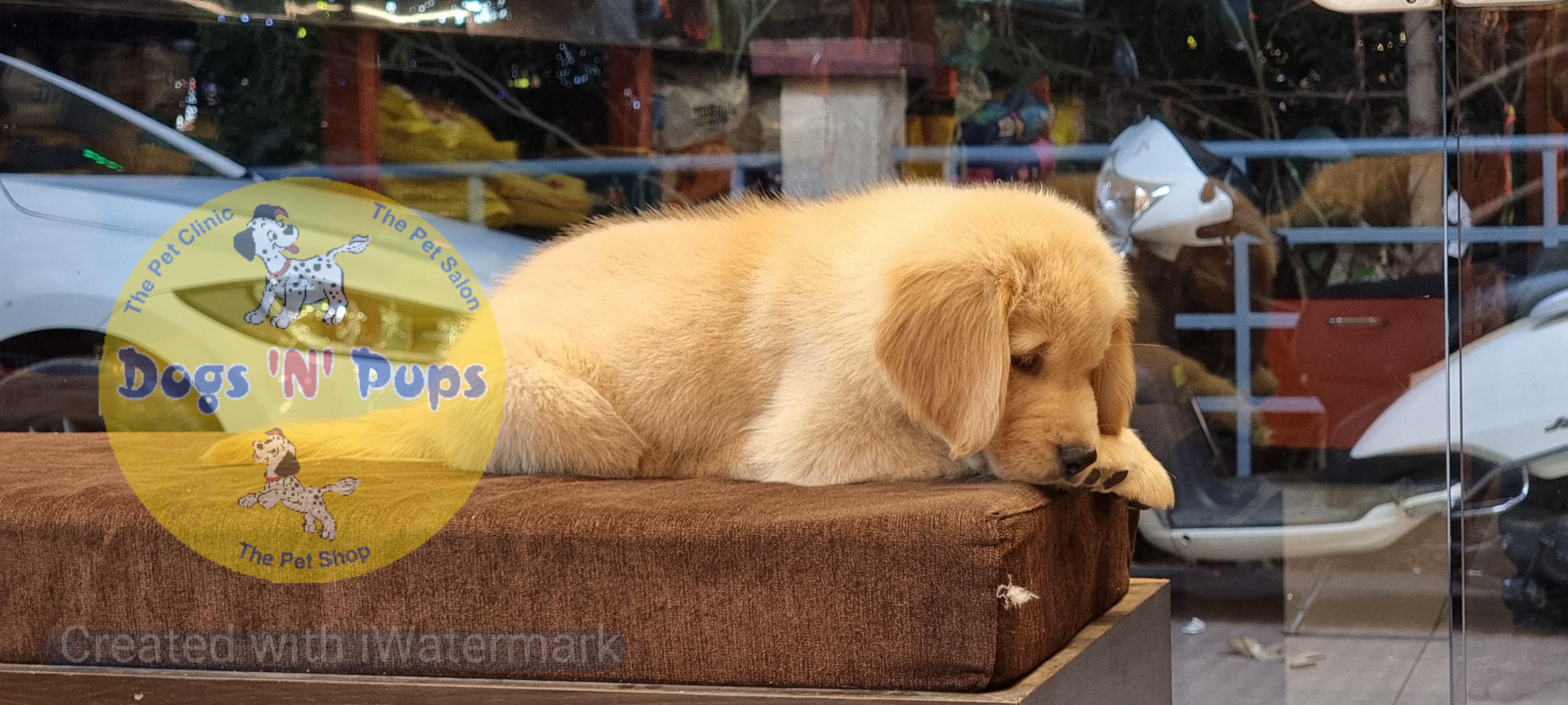 Golden retriever  image 10