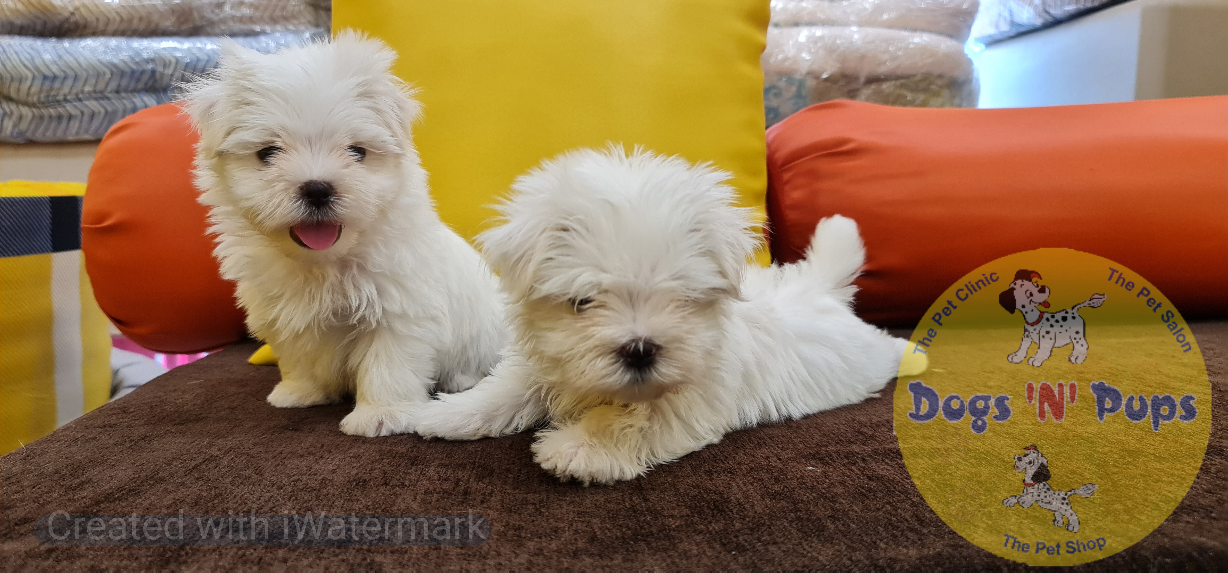 Maltese puppies  image 3