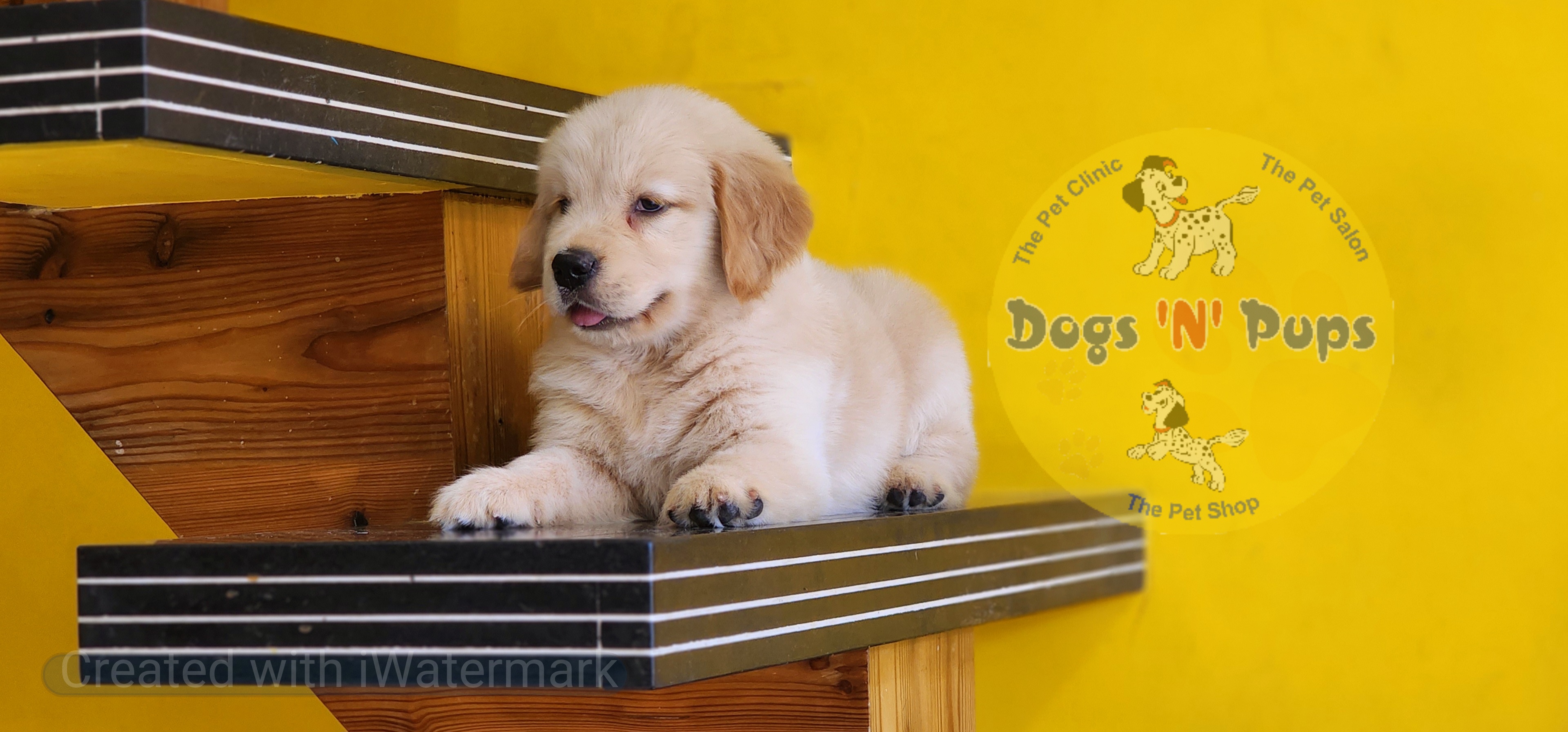 Golden retriever  image 3