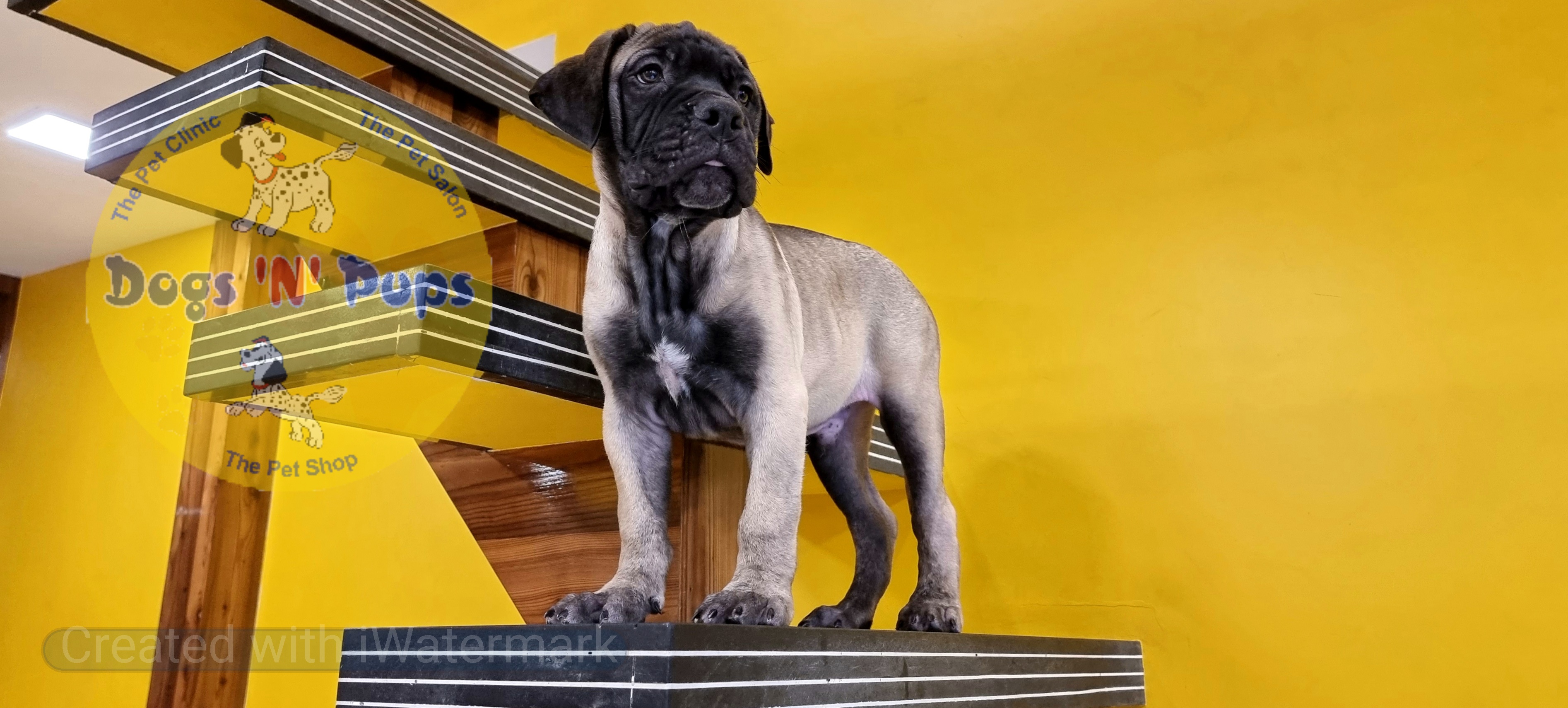 Bullmastiff  image 13