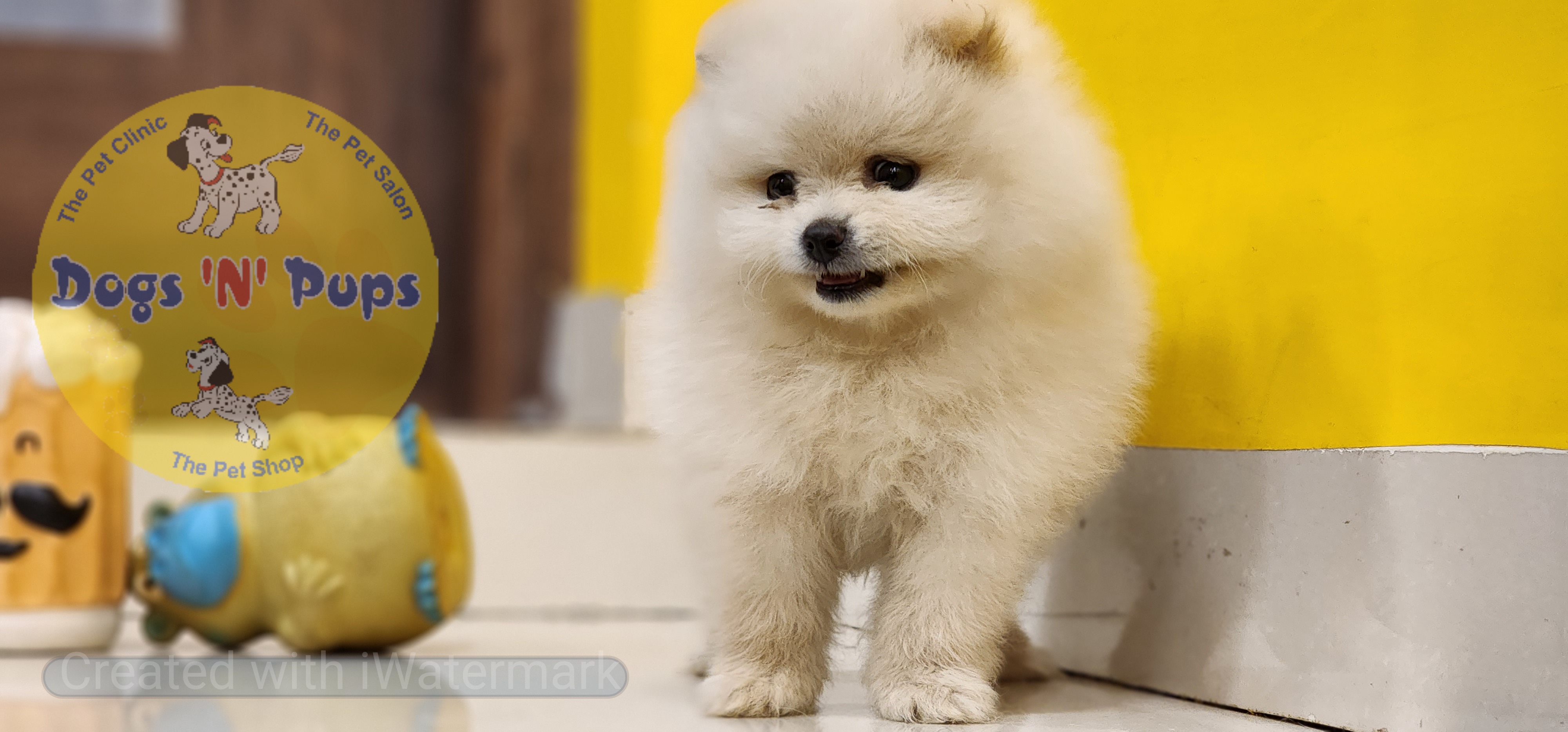 Toy pomeranian  image 7