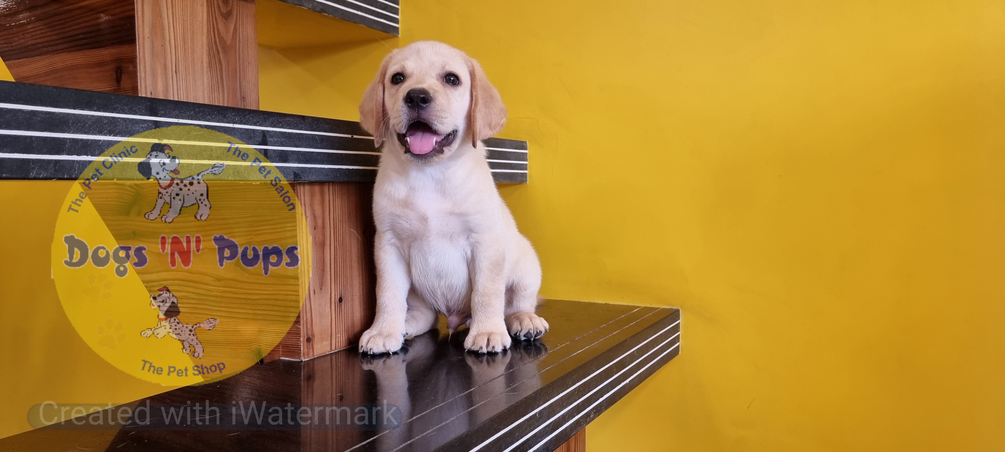 prev dog posted image